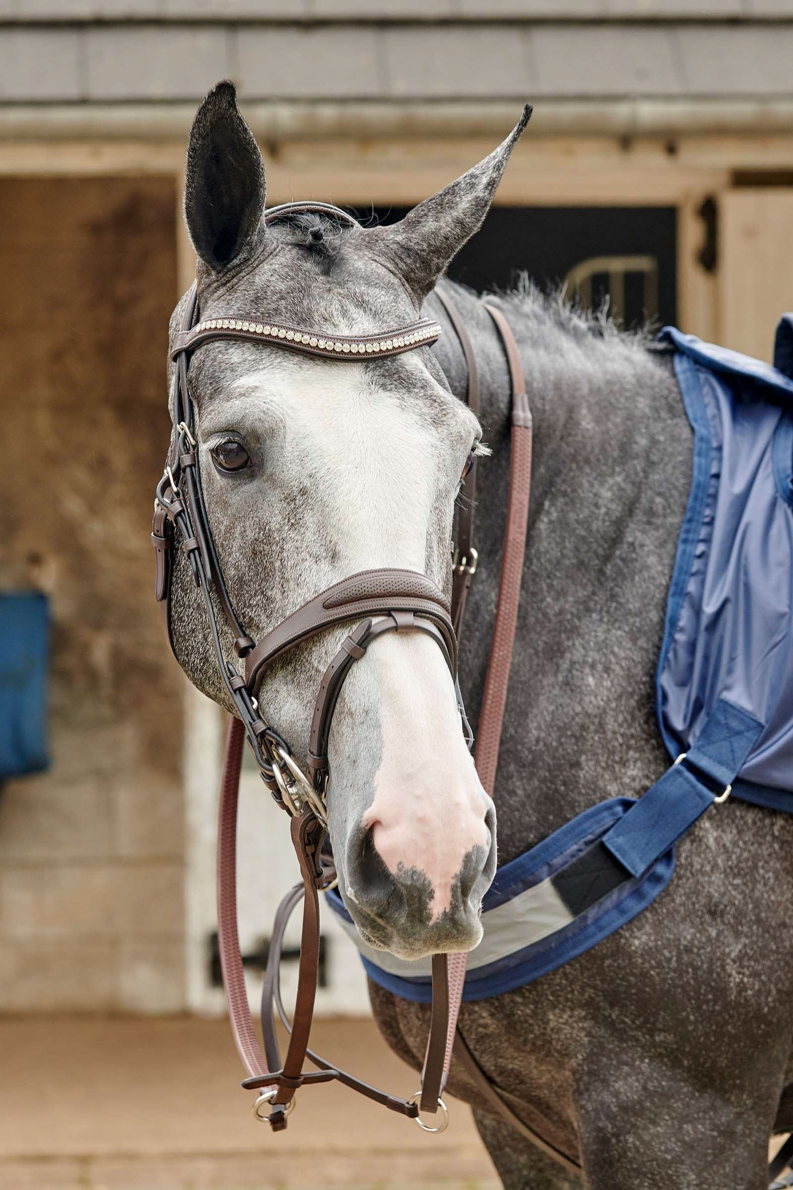John Whitaker Chicago Perforated Bling Bridle Bridles & Reins