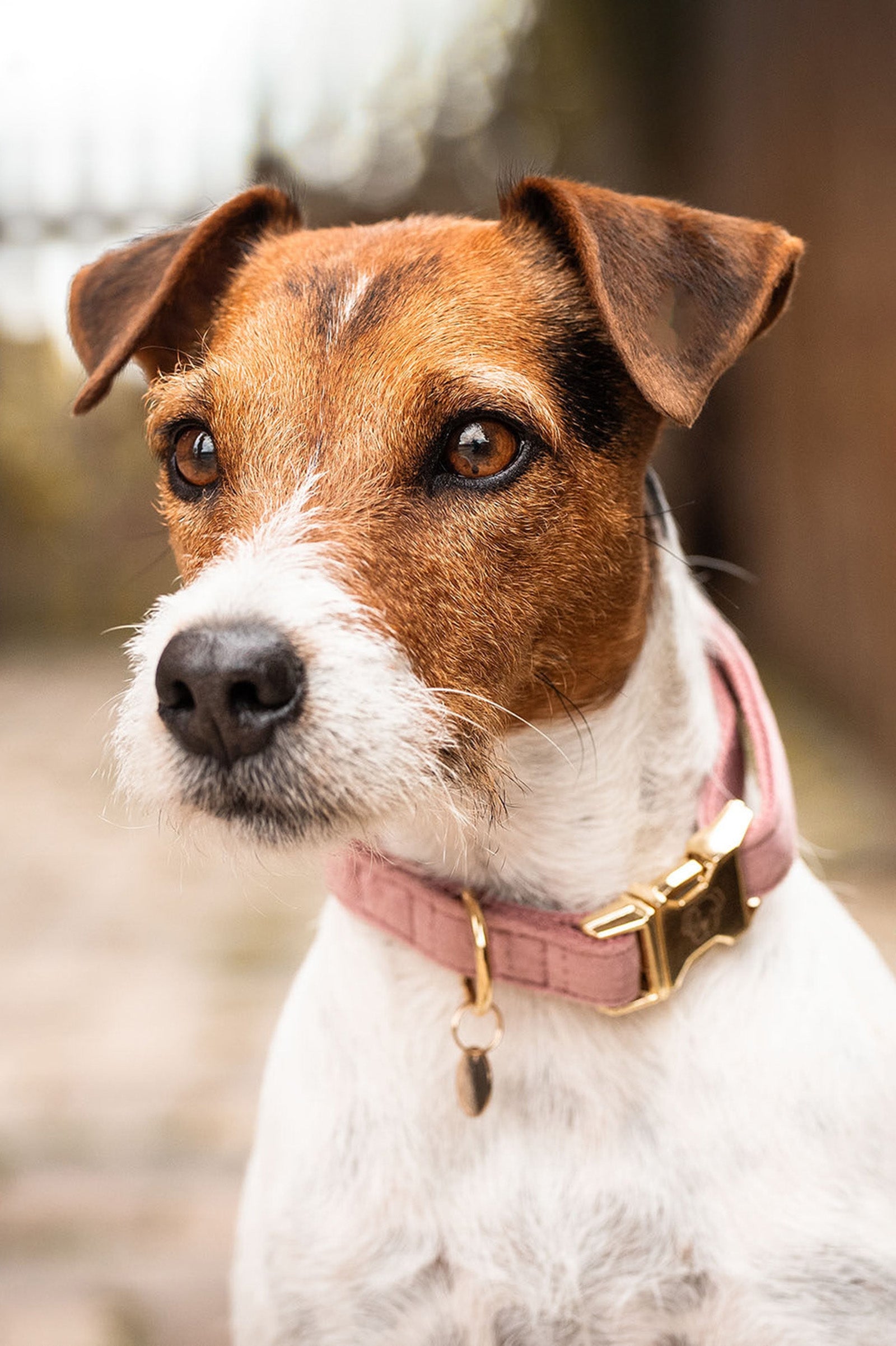 Kentucky Dogwear Kutyanyakörv Bársony Kutya