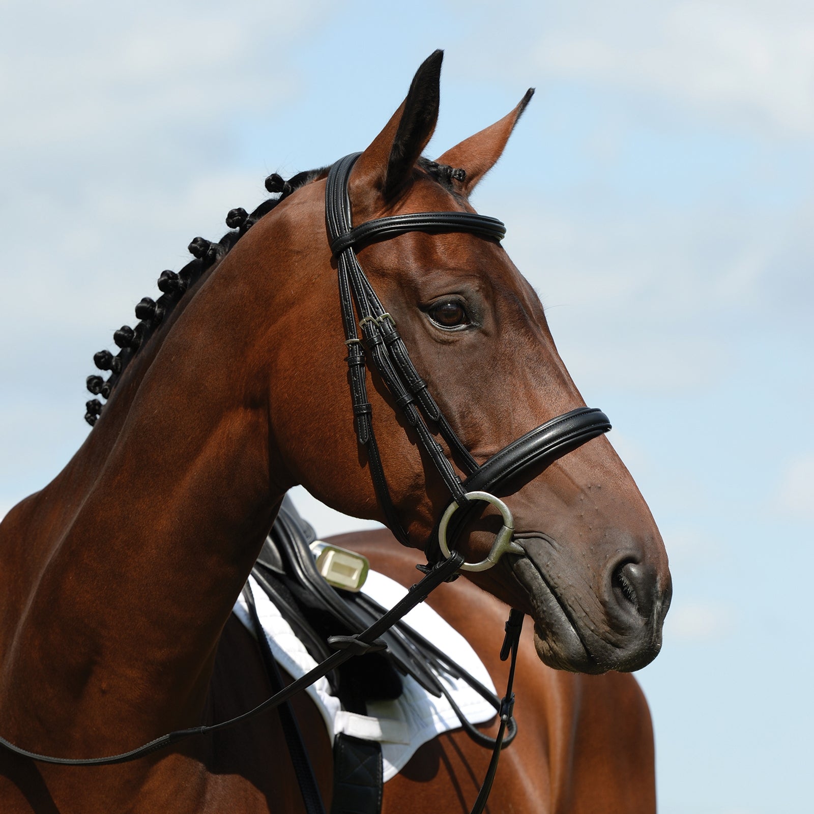 Collegiate Syntovia+ Padded Raised Cavesson Bridle Bridles & Reins