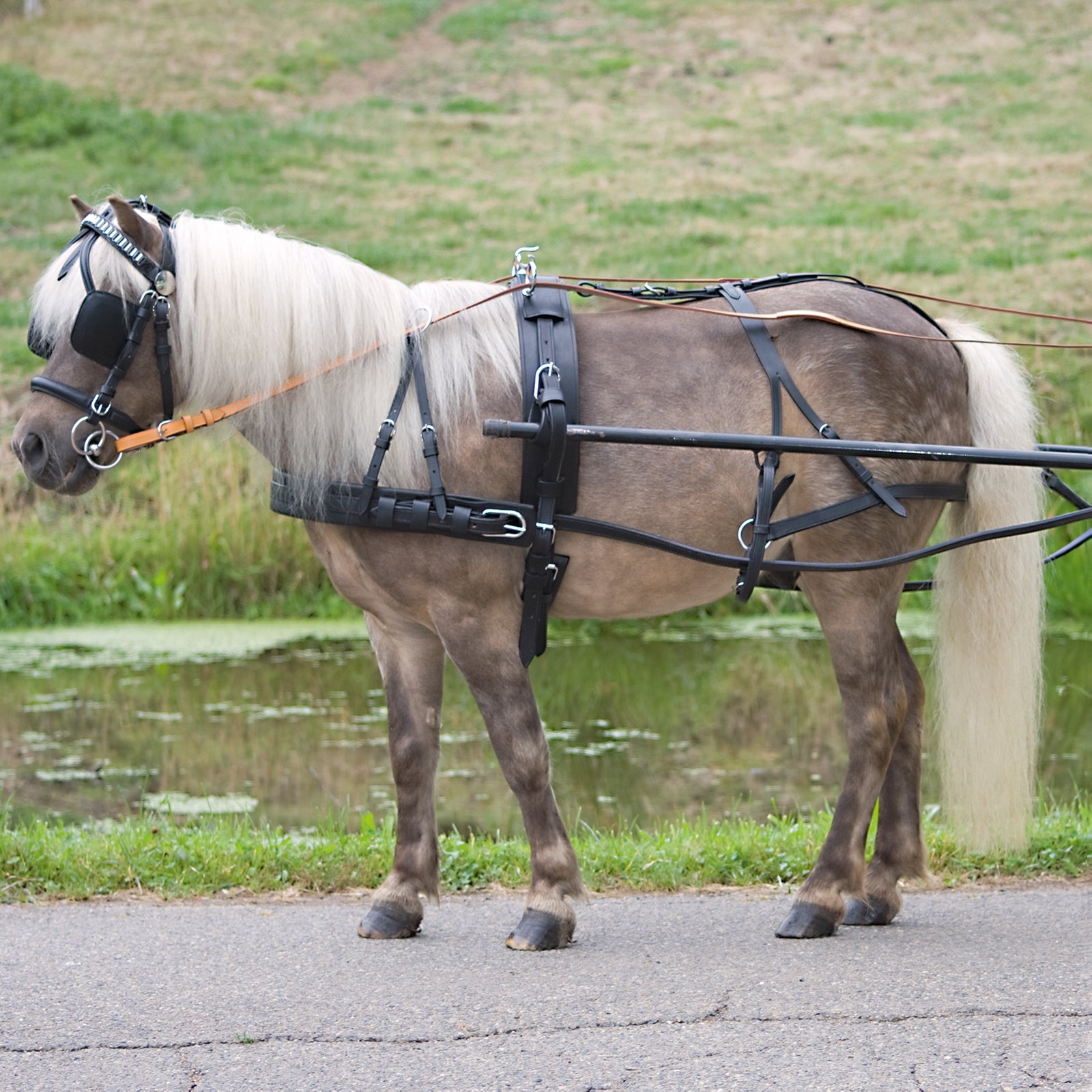 Waldhausen Economic Single Harness Pony és Shetty Ügeto Felszerelés
