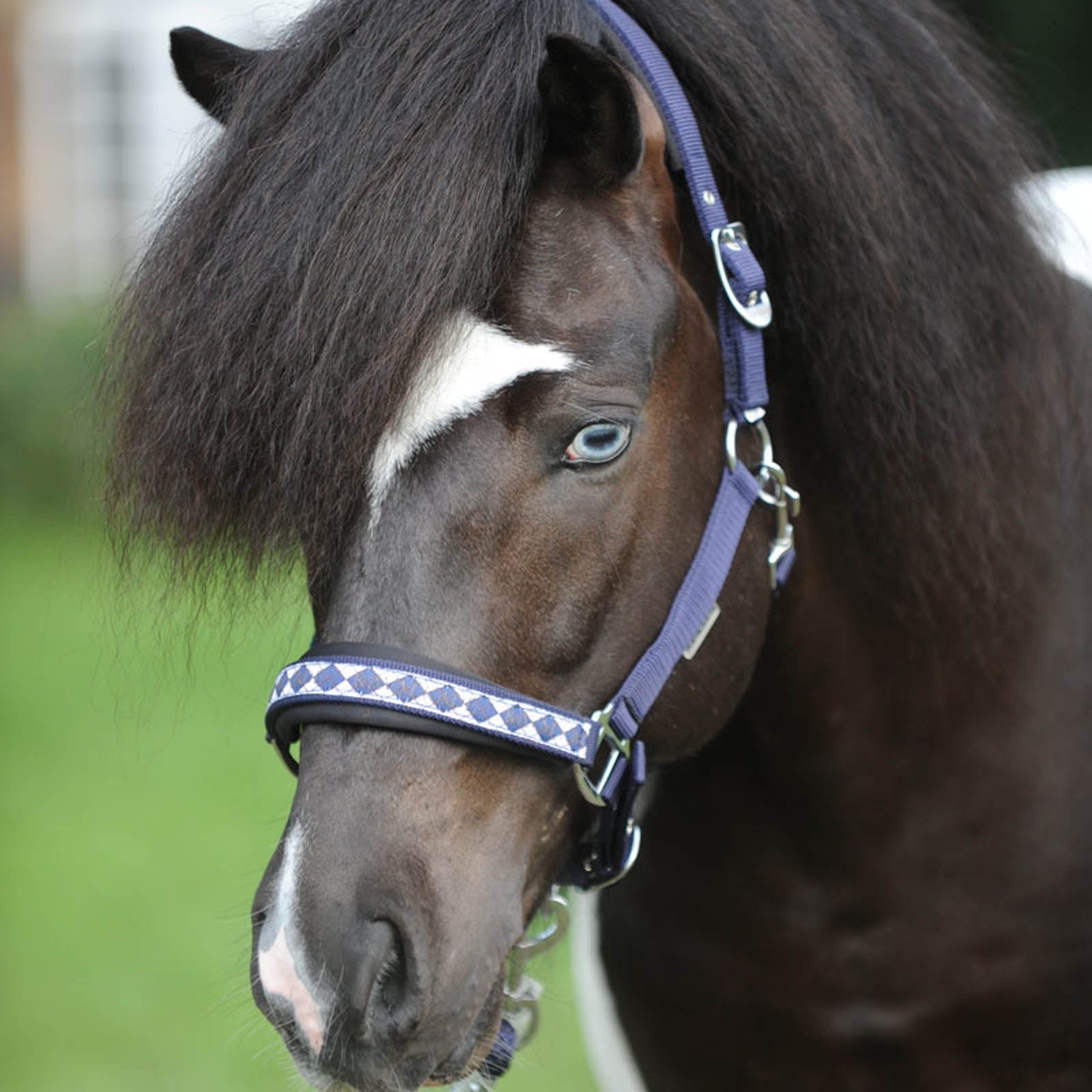 Kavalkade Iceland Classic Halter Halters & Leads