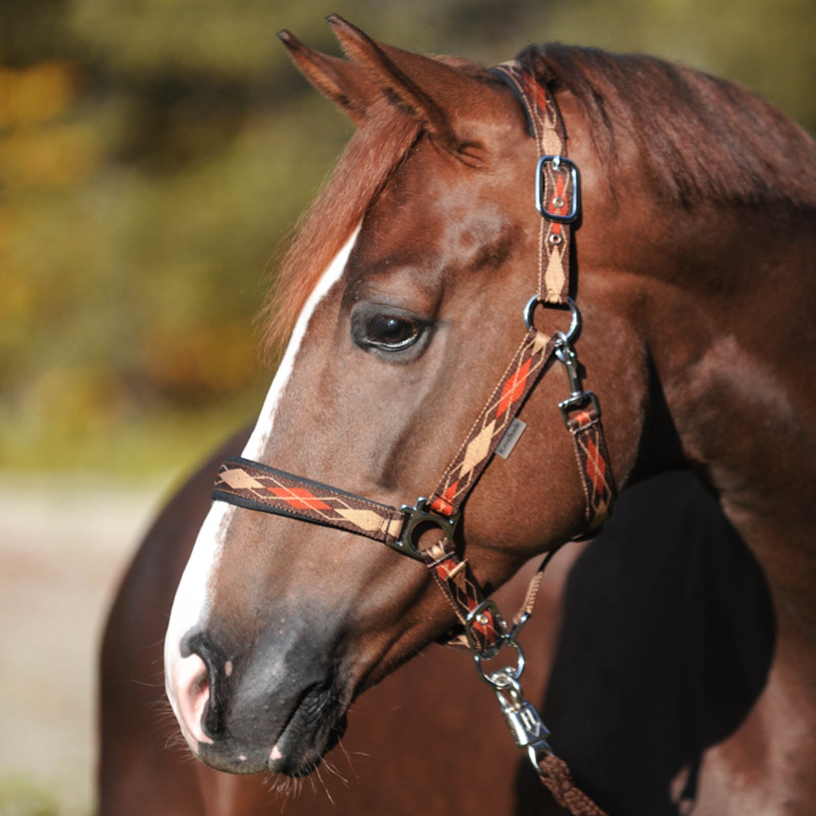 Kavalkade Classic Raute Halter Halters & Leads