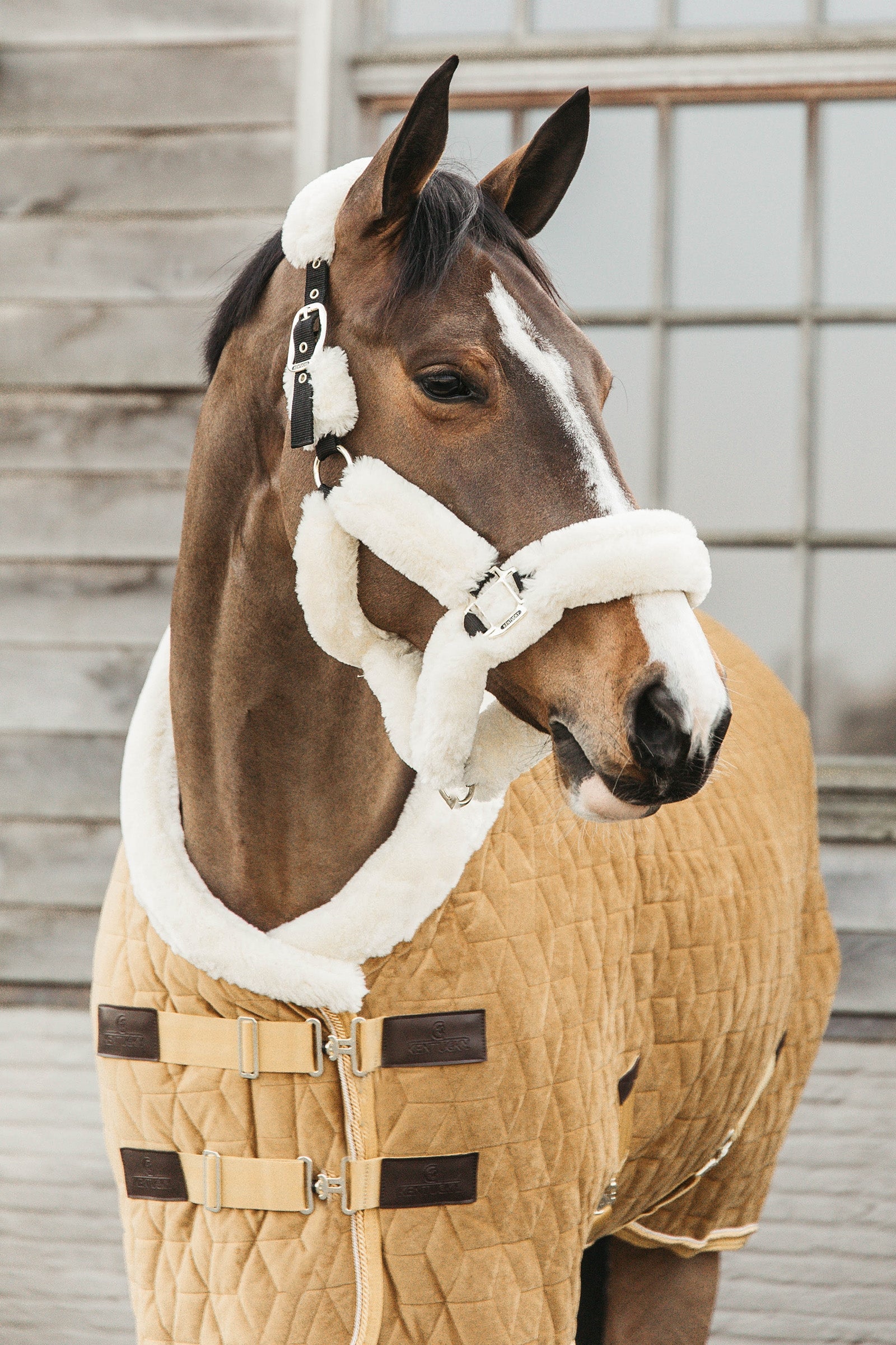 Kentucky Horsewear Bársony Póni Show Takaró, 160g Lótakarók