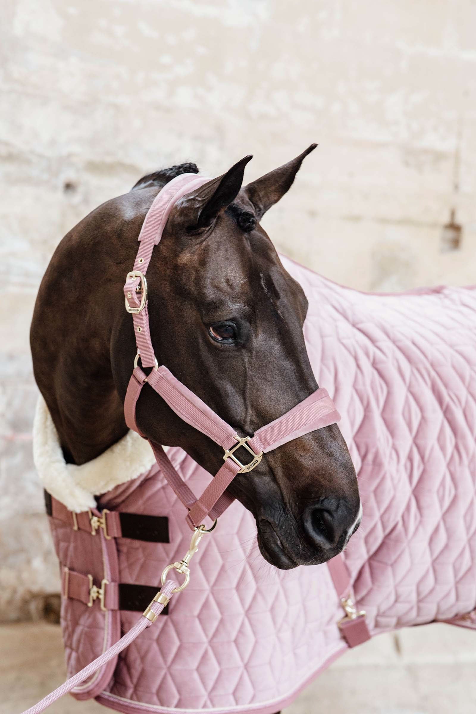 Kentucky Horsewear Velvet Halter Halters & Leads