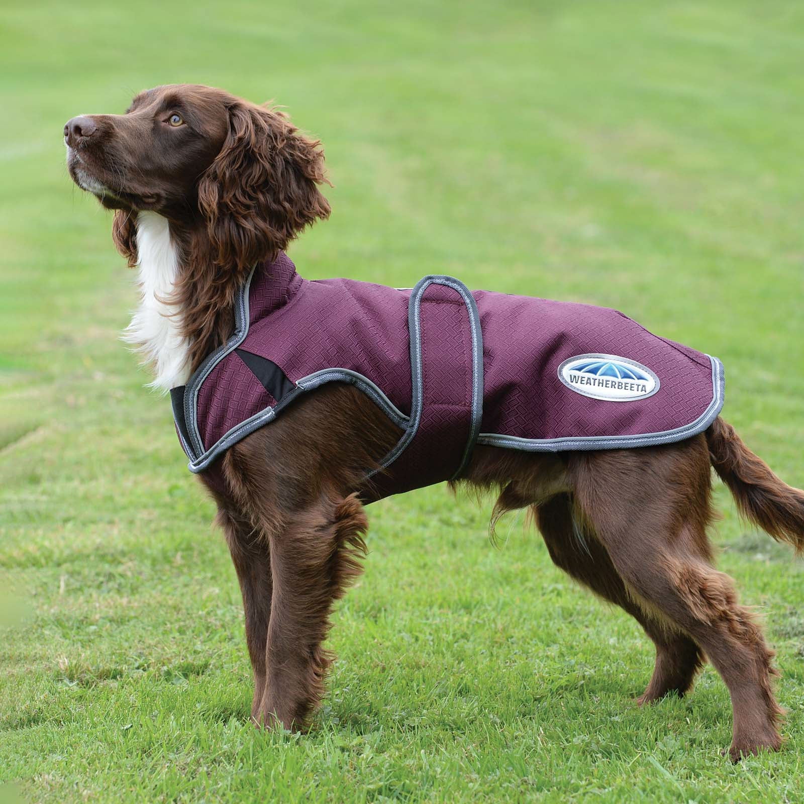 Weatherbeeta Comfitec Premier Free Parka Deluxe Kutyakabát, 220g Kutya