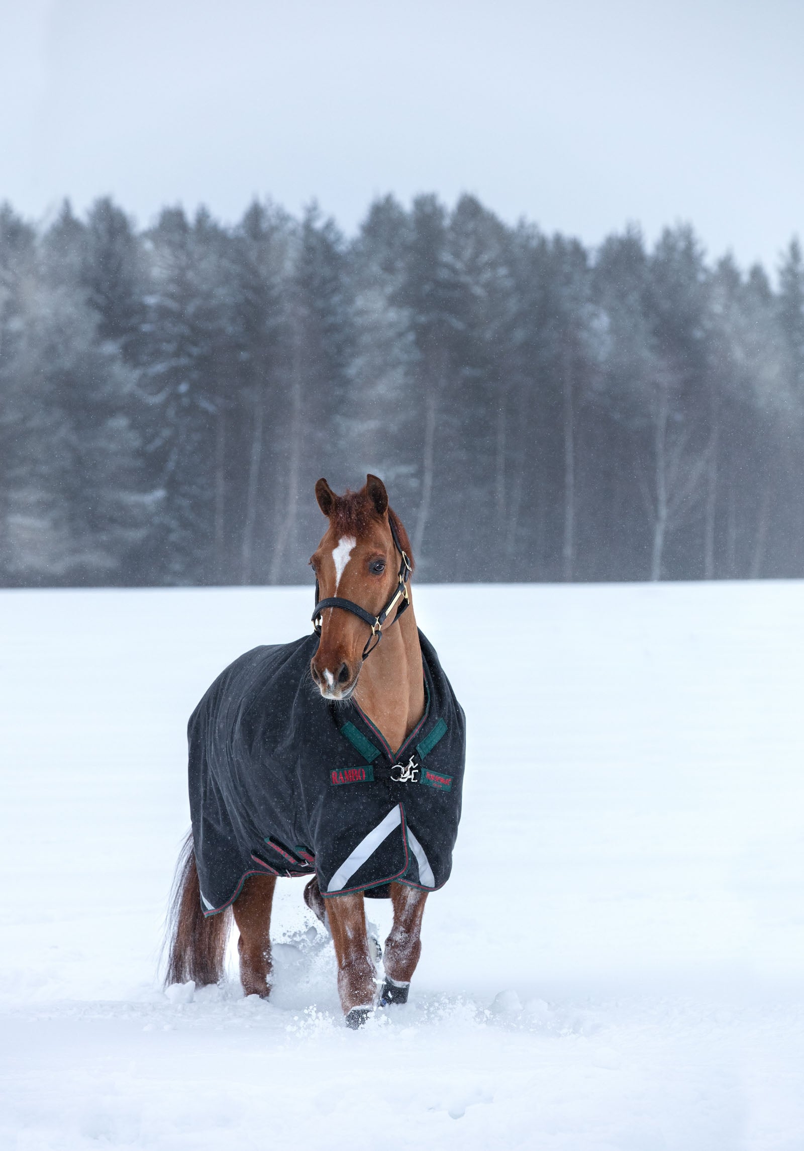 Horseware Rambo Wug Vastag Kültéri Takaró, 400g Lótakarók