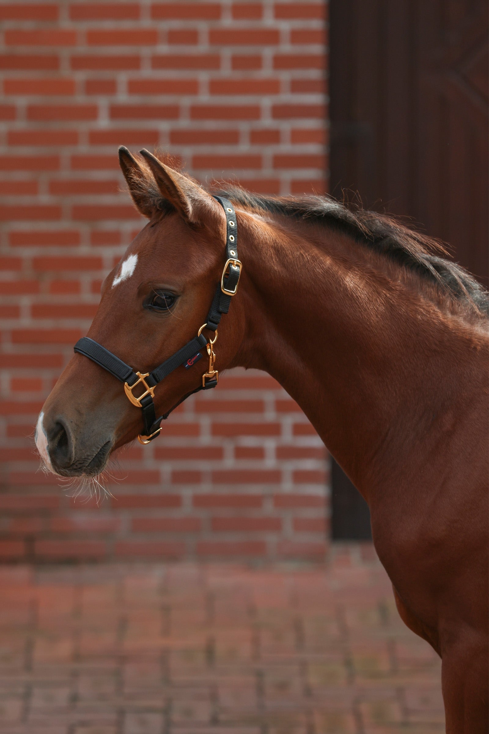 Covalliero TopLine Csikó Kötőfék Kötofékek & Vezetoszárak