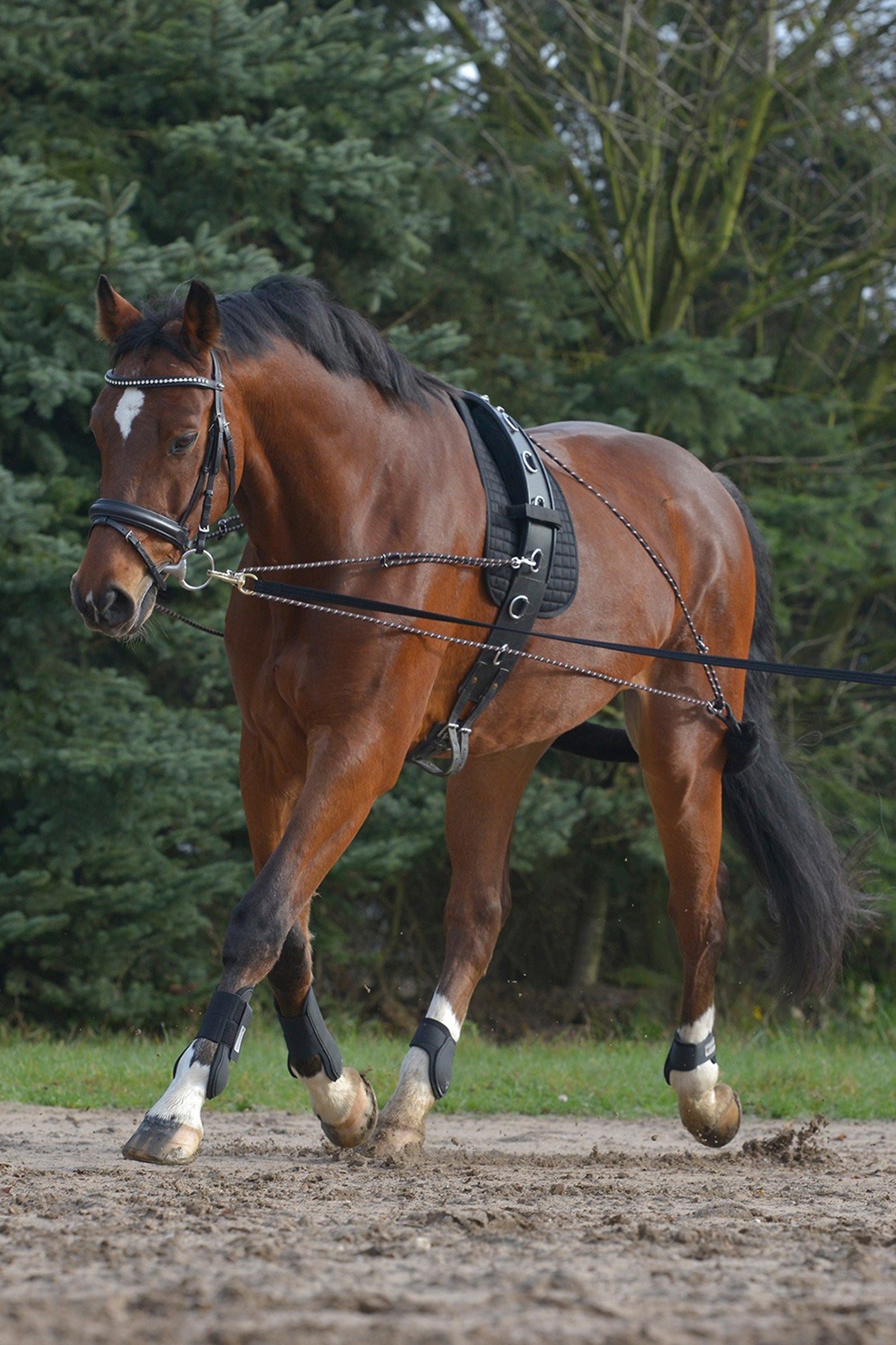 Waldhausen Lunging System Lókiképzés