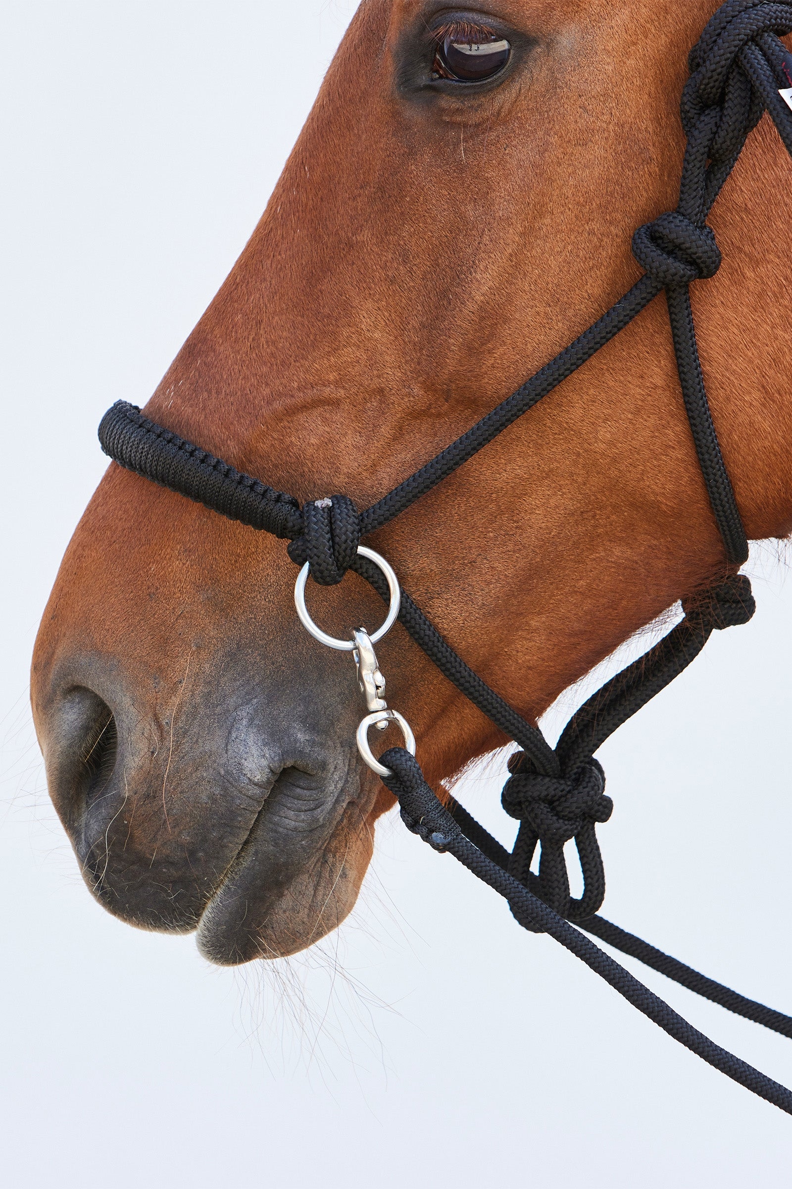 Kieffer Ruby Rope Halter Halters & Leads