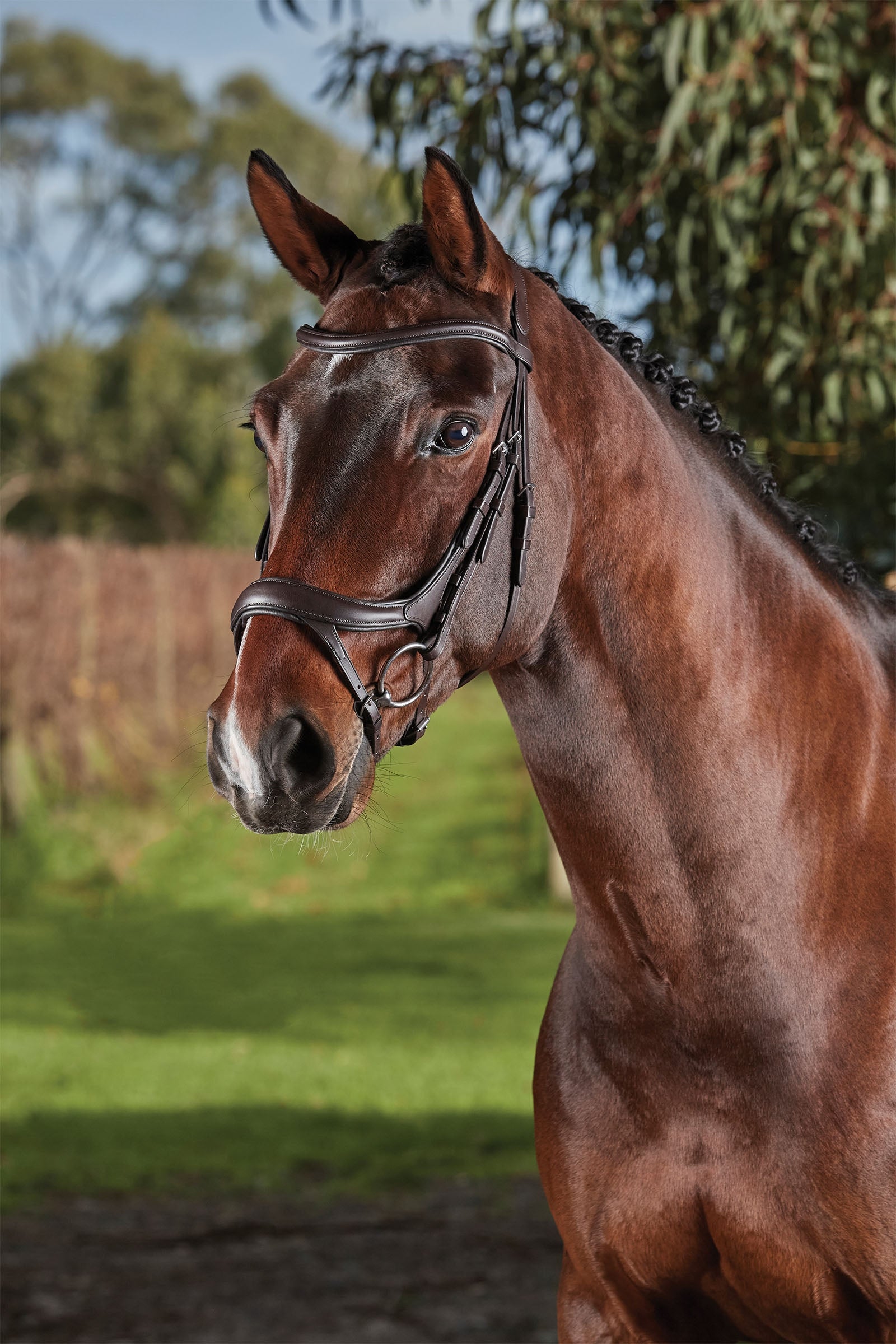 Collegiate Comfitec Vogue anatómiai kialakítású kantár Kantárok & Szárak