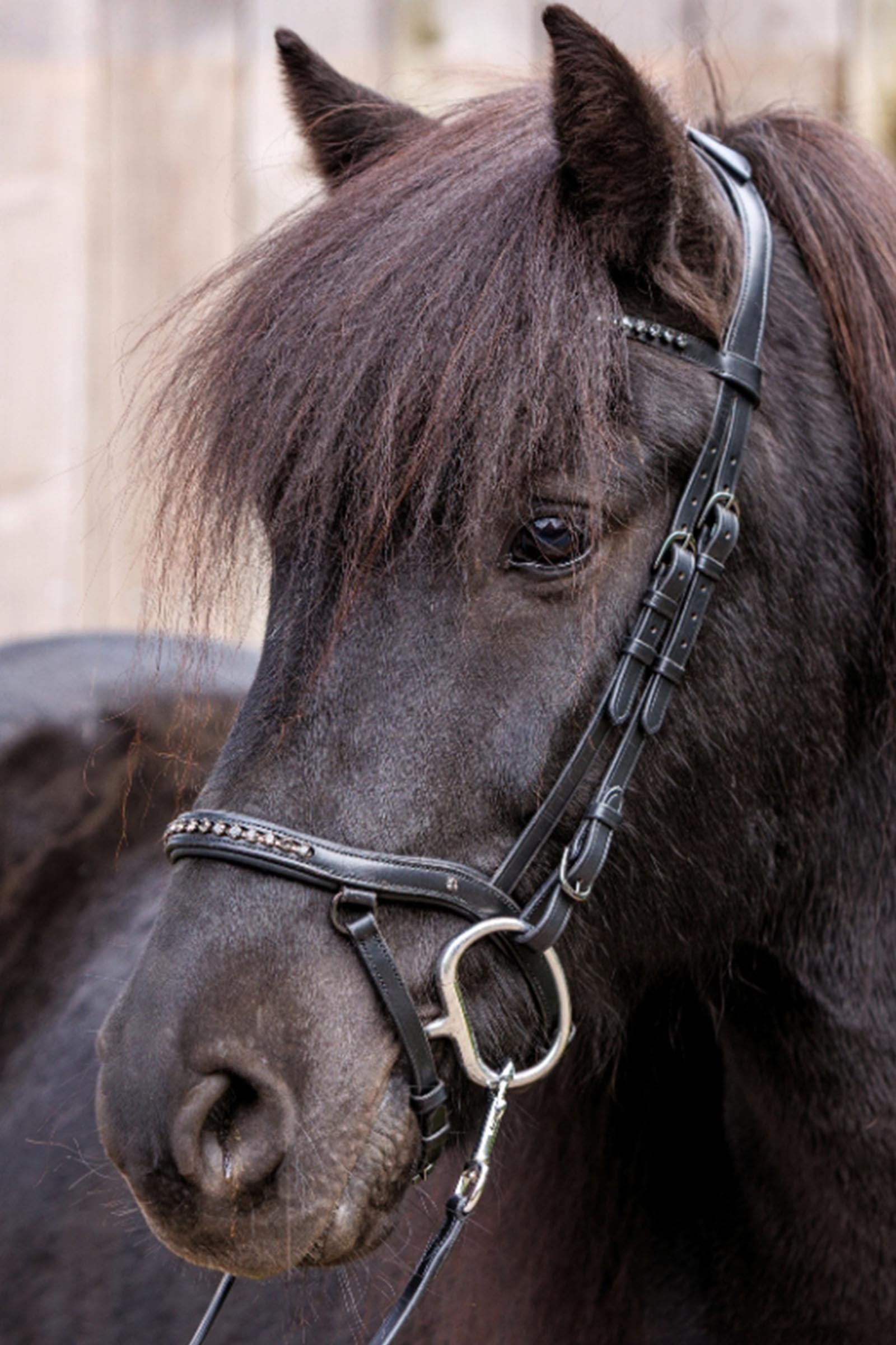 Kavalkade Jorunn Icelandic Bridle Bridles & Reins