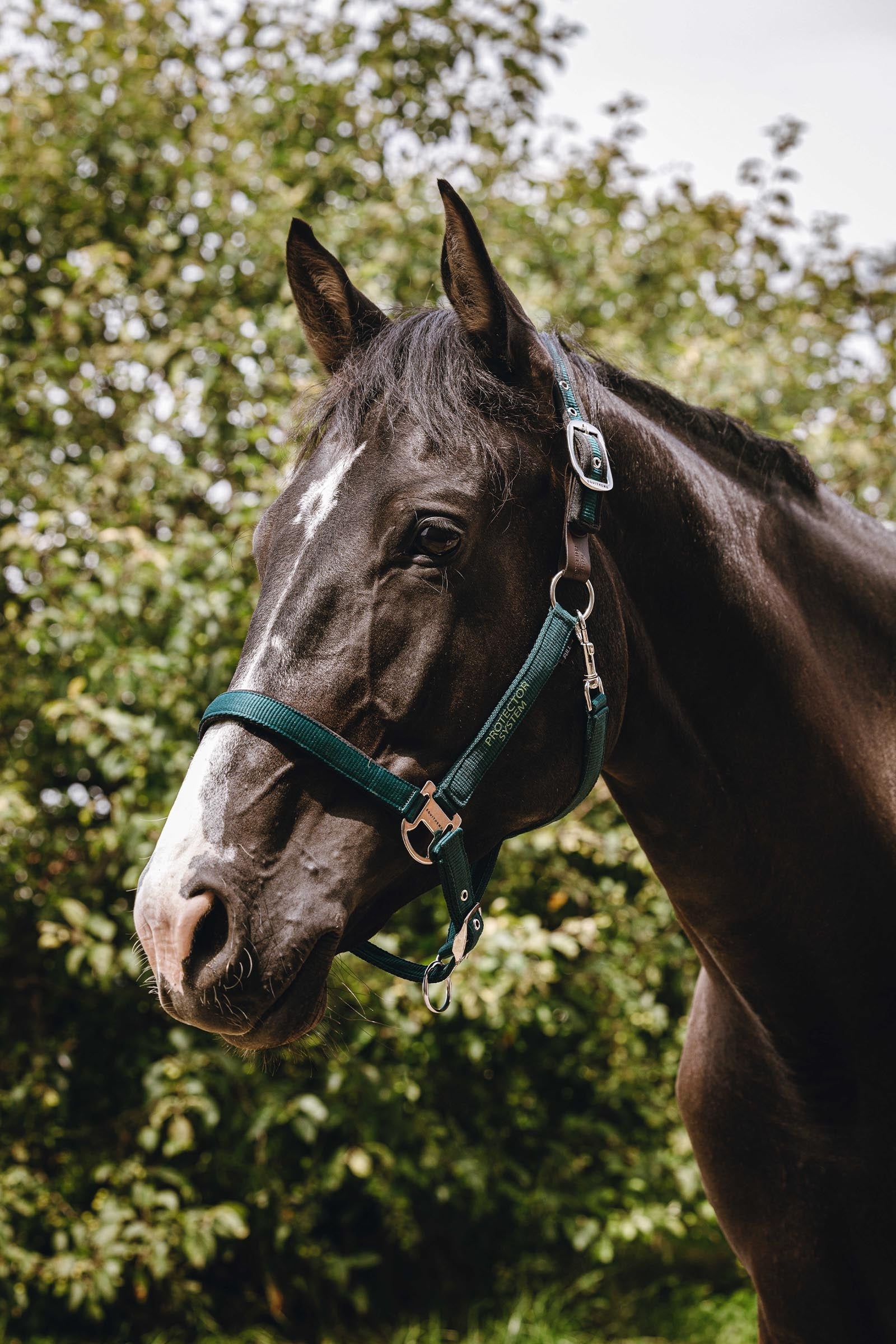 Equi Theme EQUITHÈME Protector Nylon Halter Halters & Leads