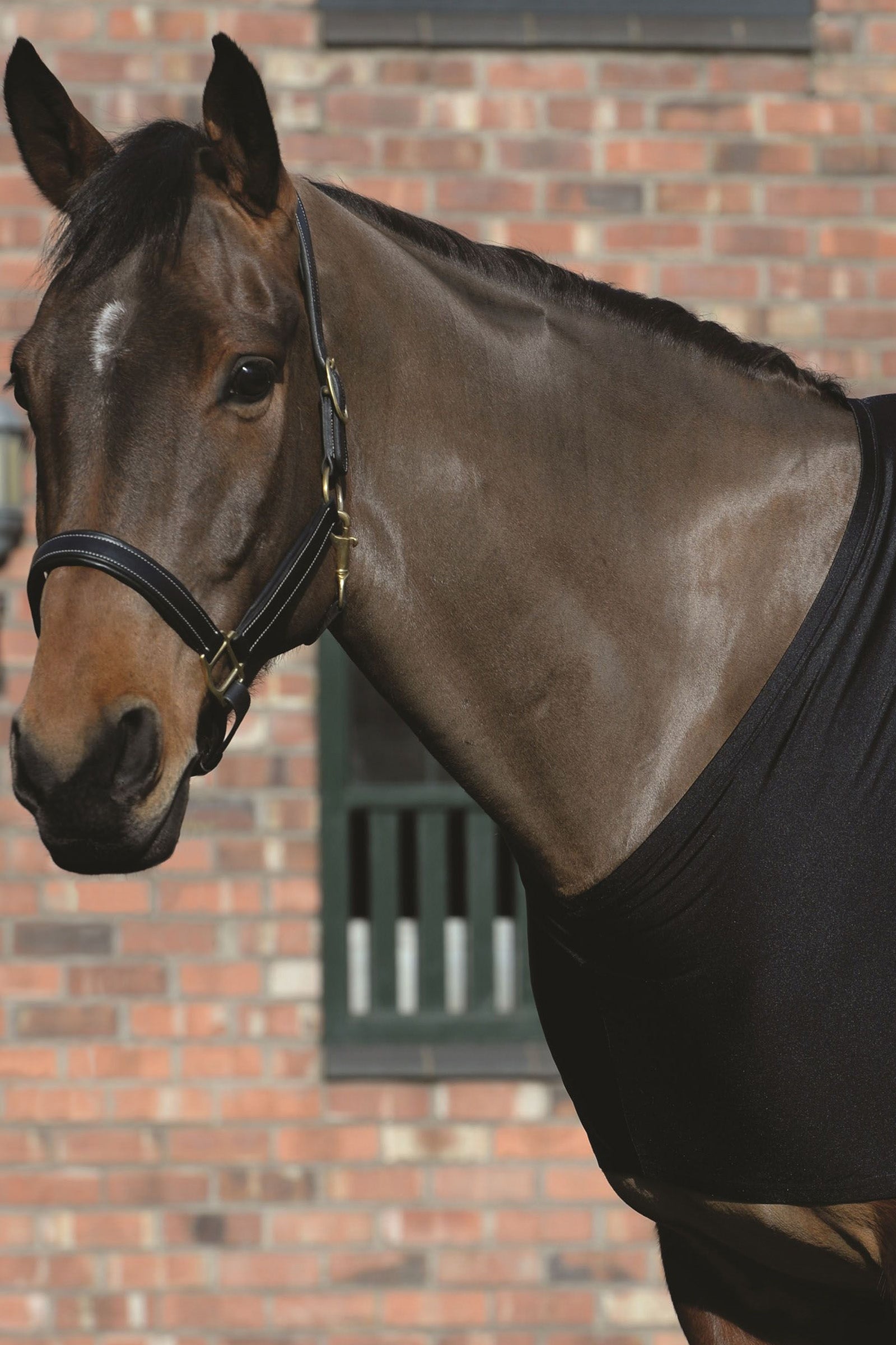 Weatherbeeta Stretch vállvédő Lótakarók