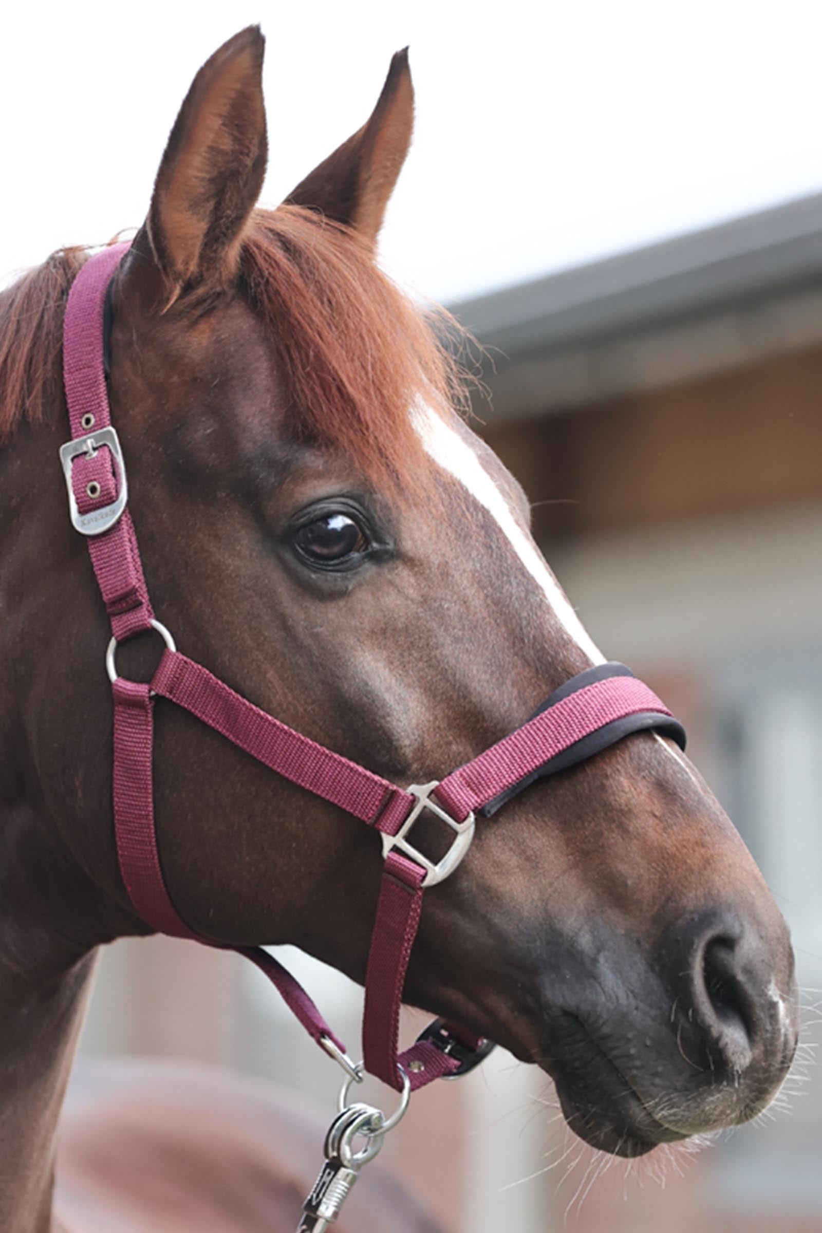 Kavalkade Classic Simple Halter Halters & Leads