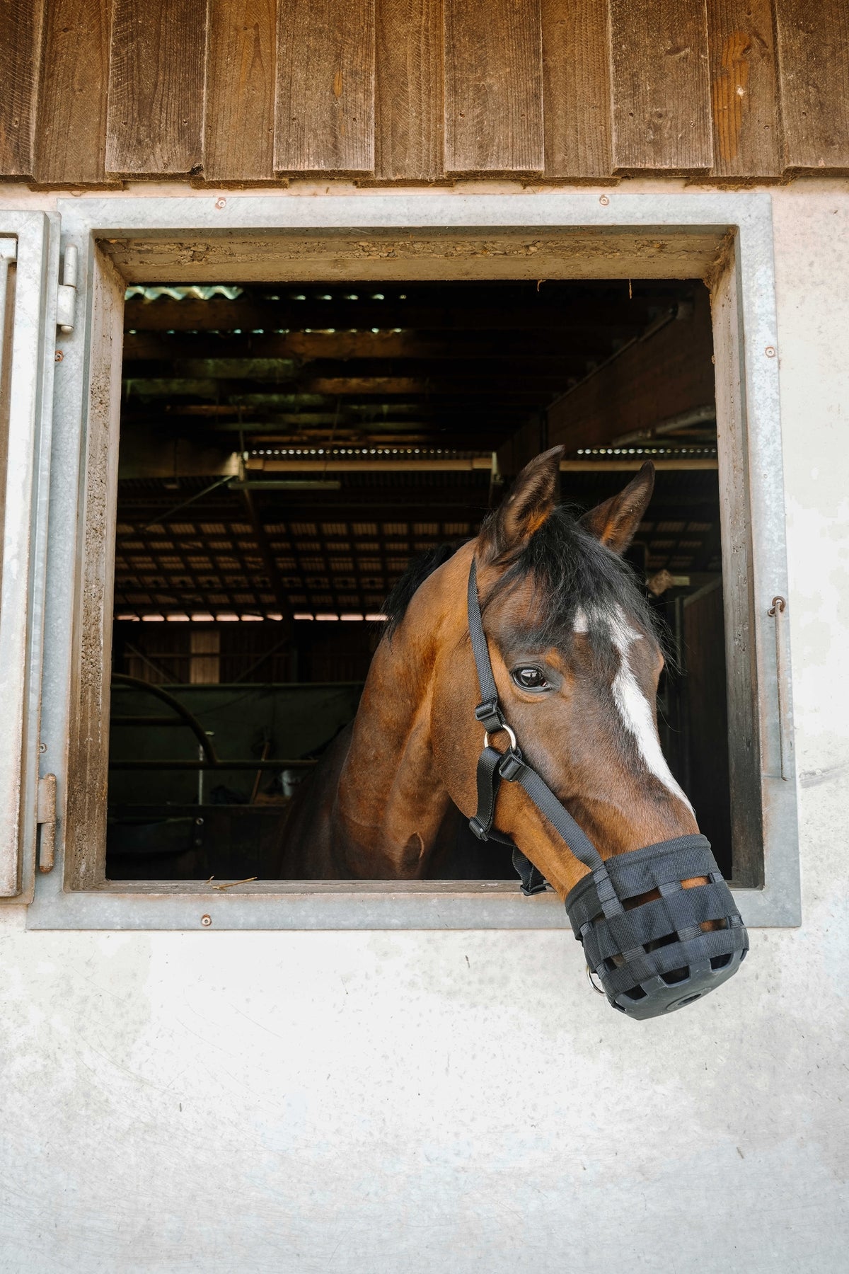 HIPPOTONIC Muzzle Halters & Leads