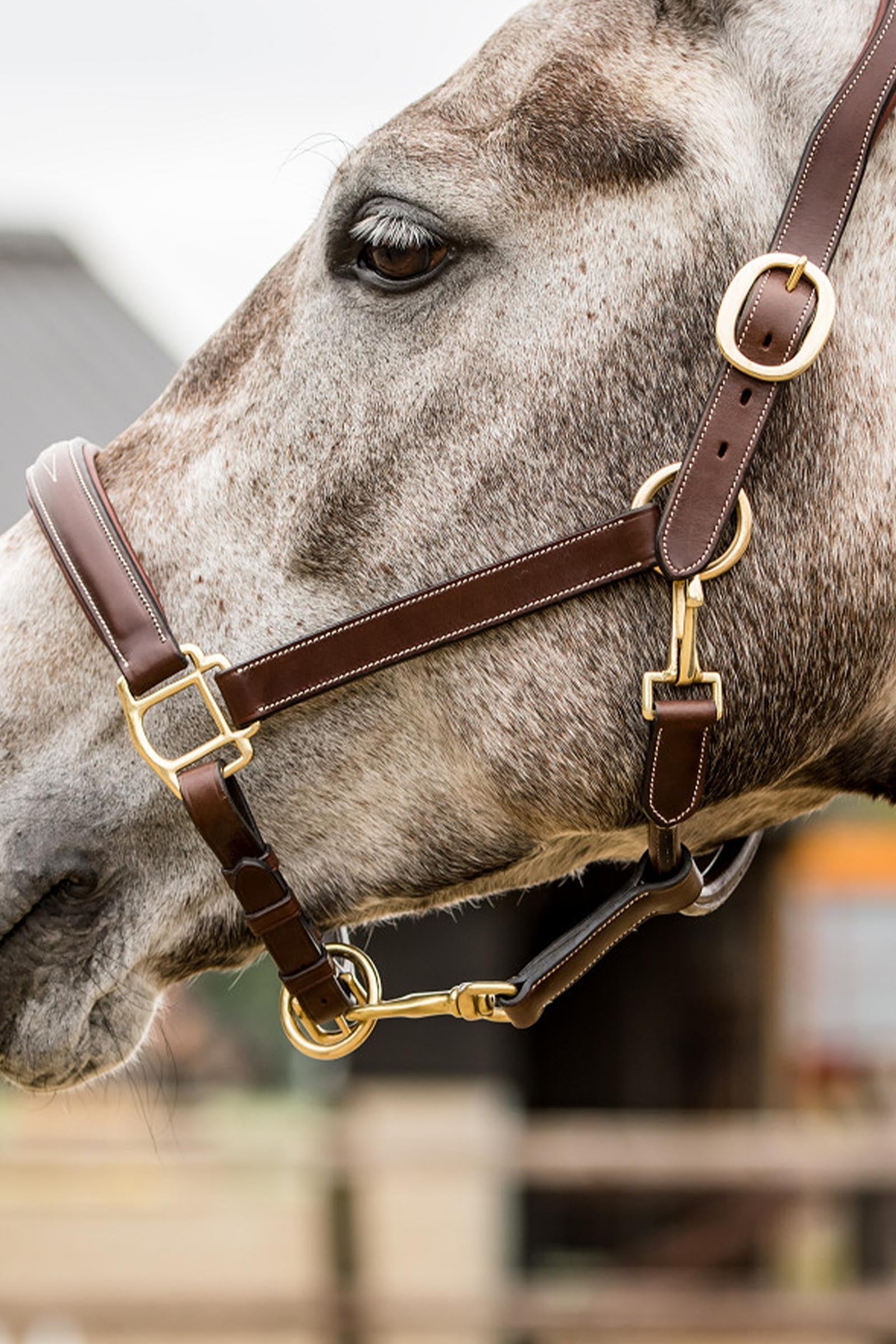 Trust Equestrian Halter San Miguel Halters & Leads