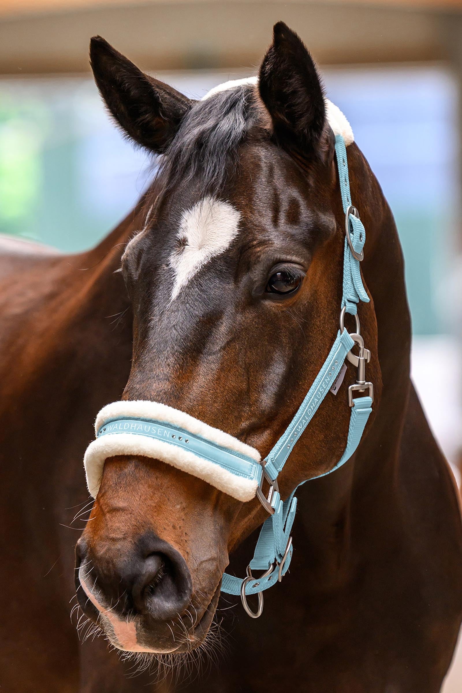 Waldhausen Elegant Halter Halters & Leads