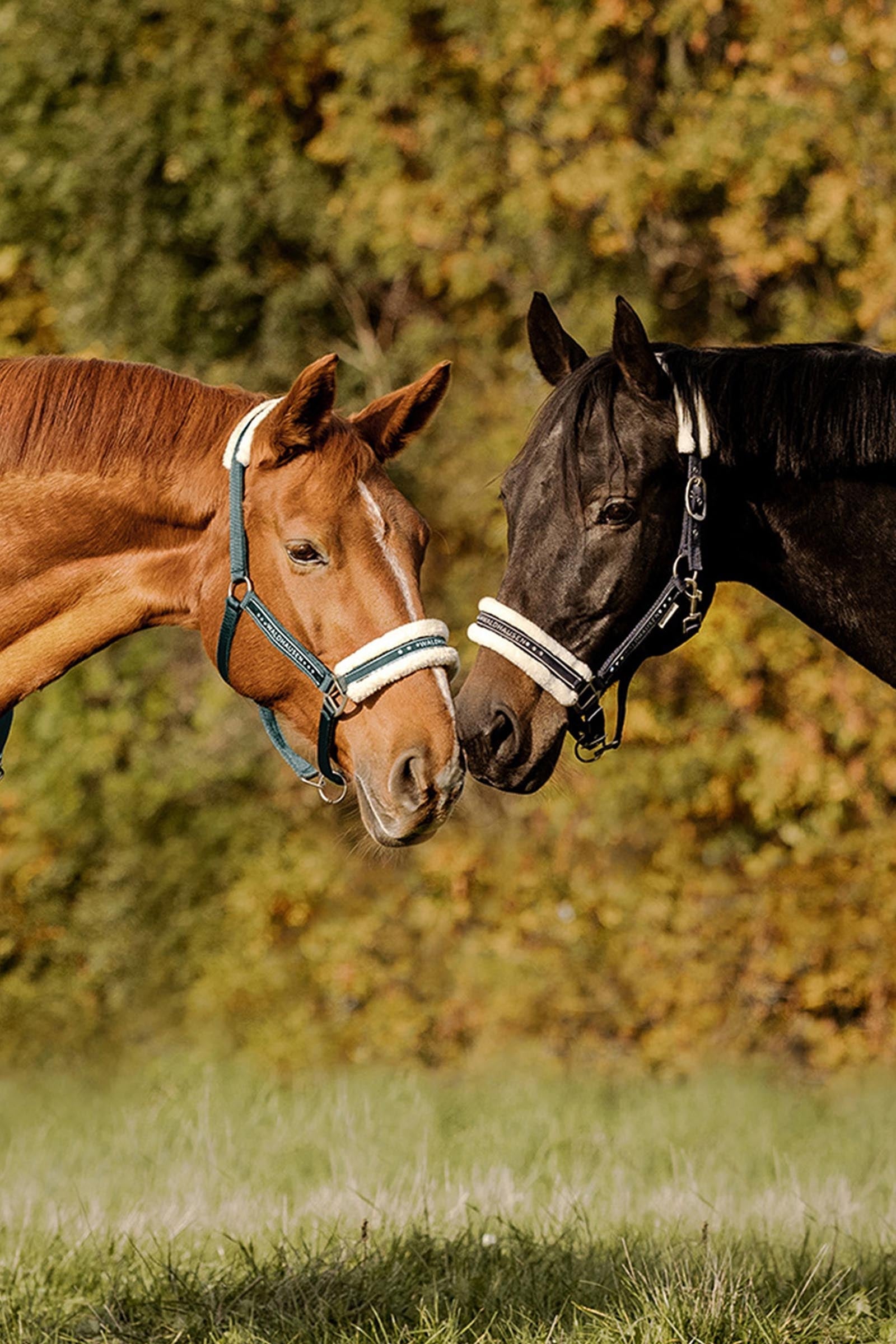 Waldhausen Elegant Halter Halters & Leads