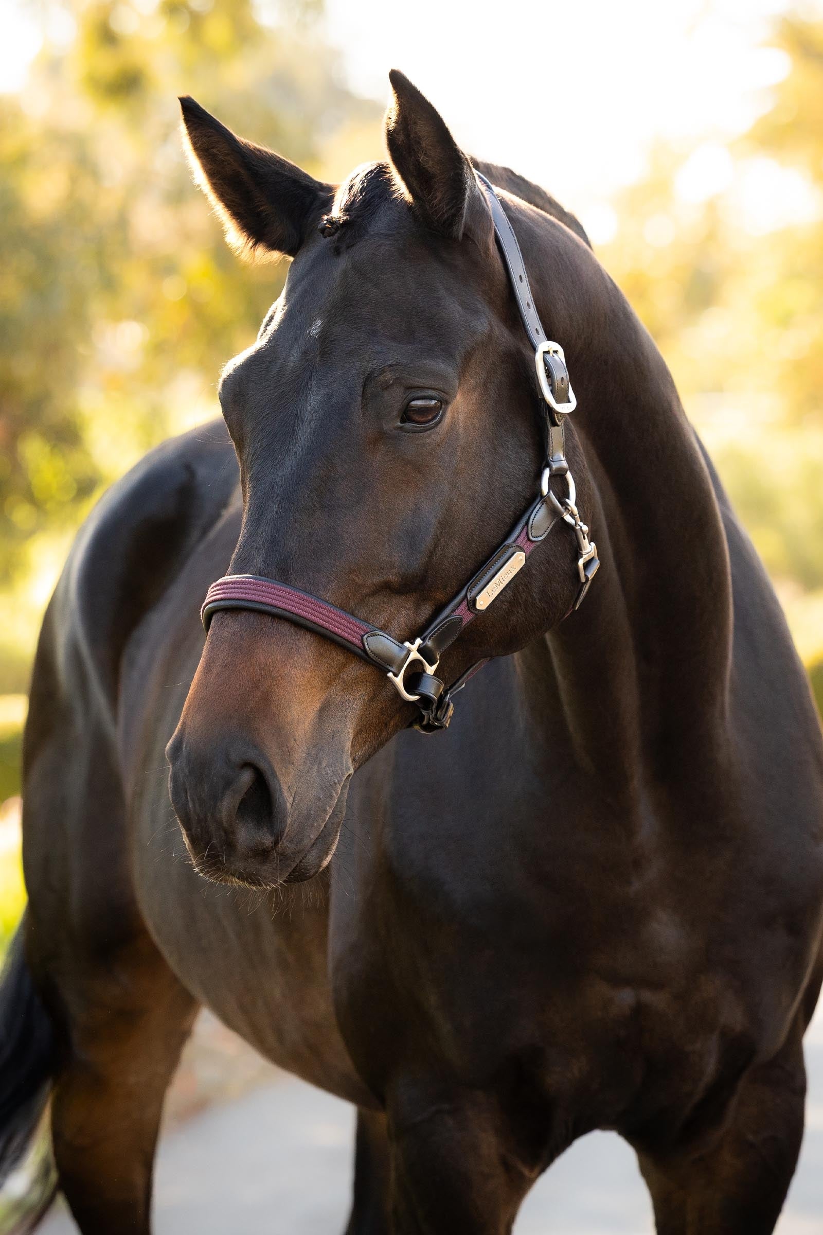 LeMieux Capella Headcollar Halters & Leads