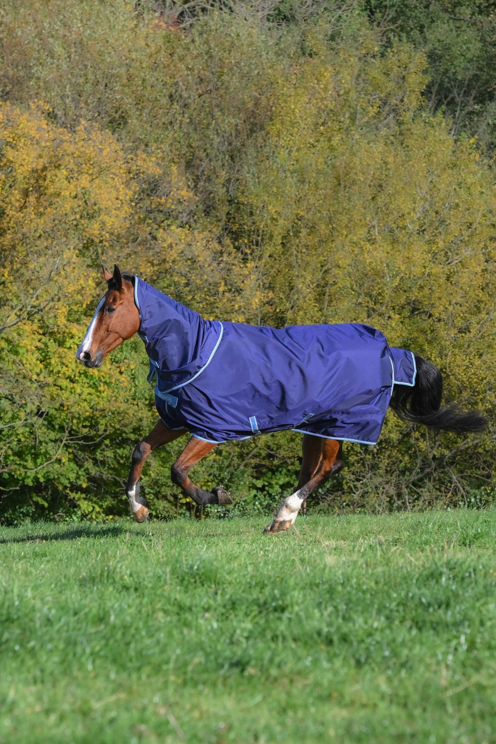 Bucas Atlantic Exclusive Rug & Neck, 150 g Lótakarók