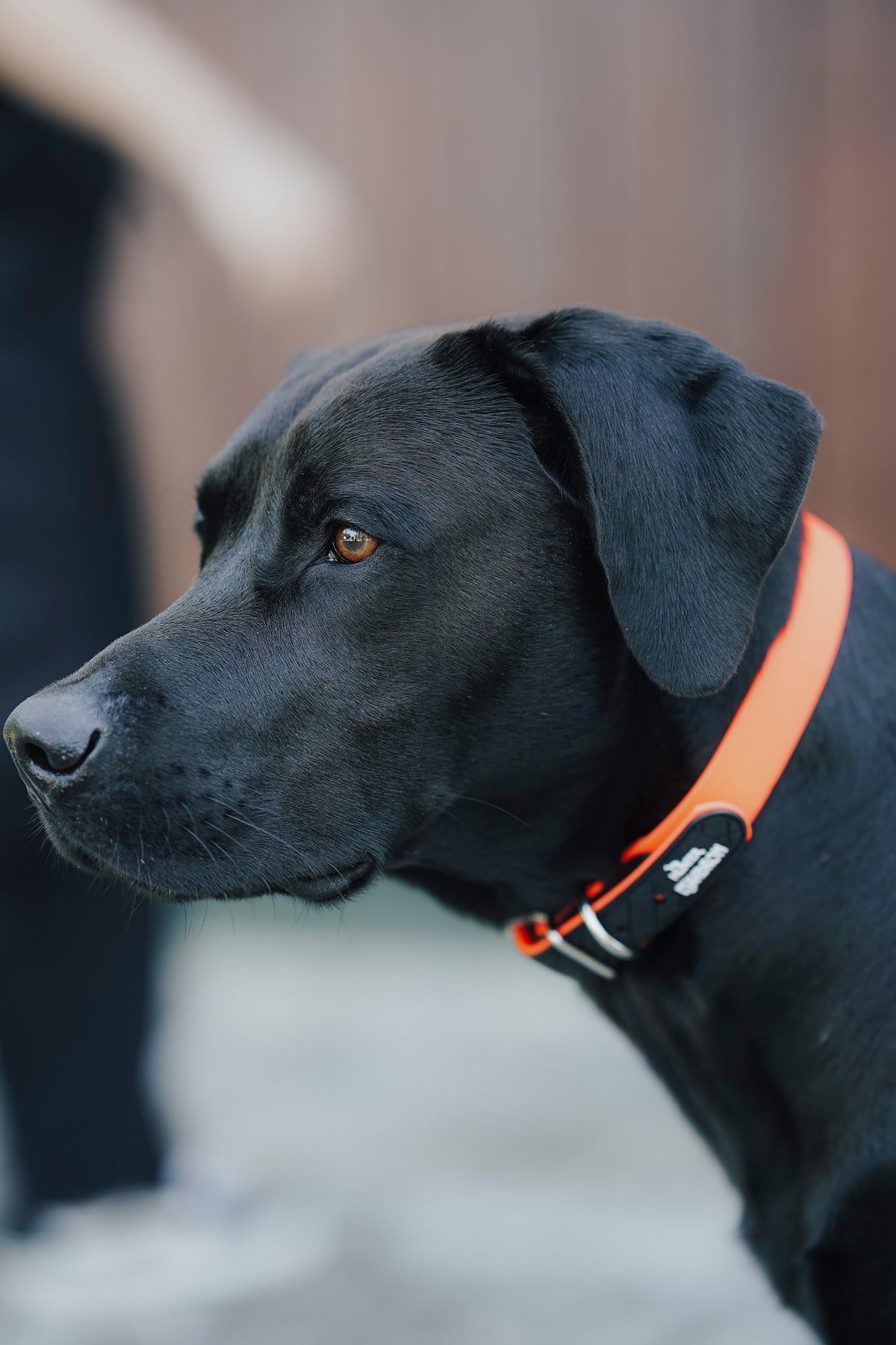 Eskadron Hunter x ESKADRON SPARK Dog Collar Dog Accesories