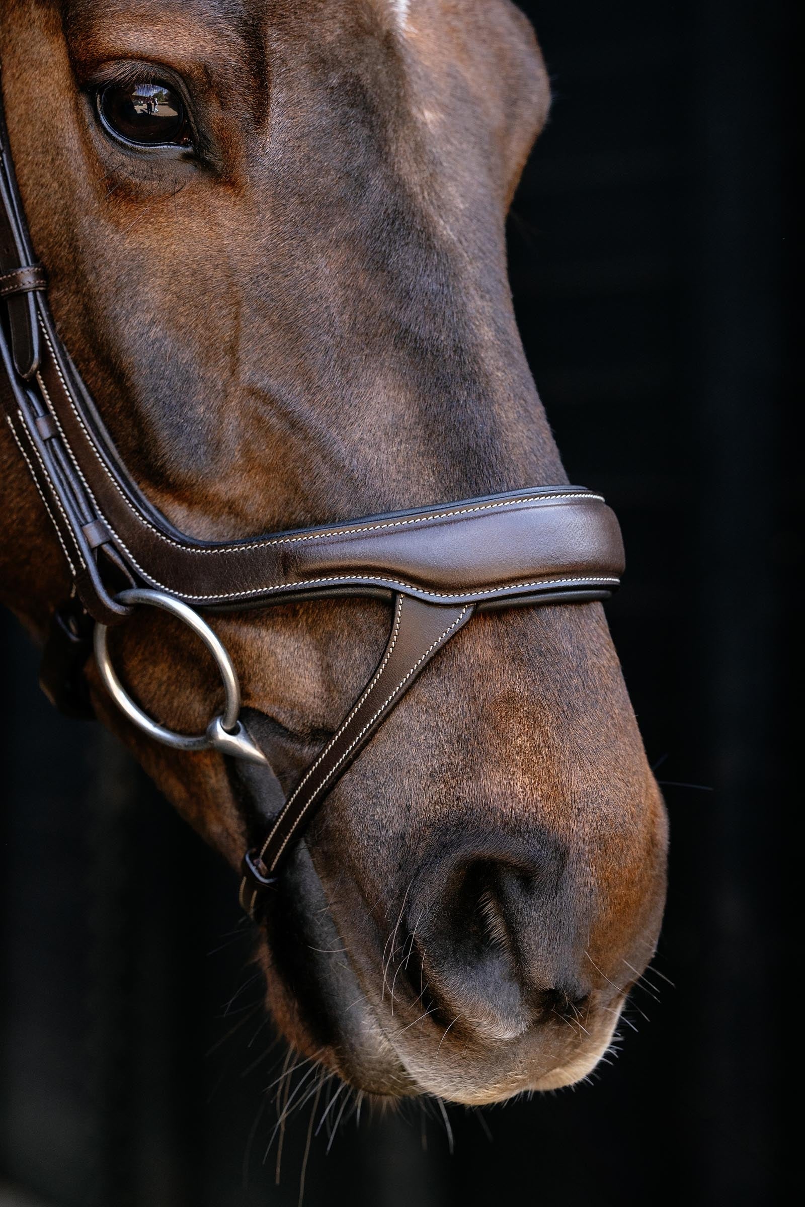 LeMieux Arika Split Noseband Bridle Bridles & Reins