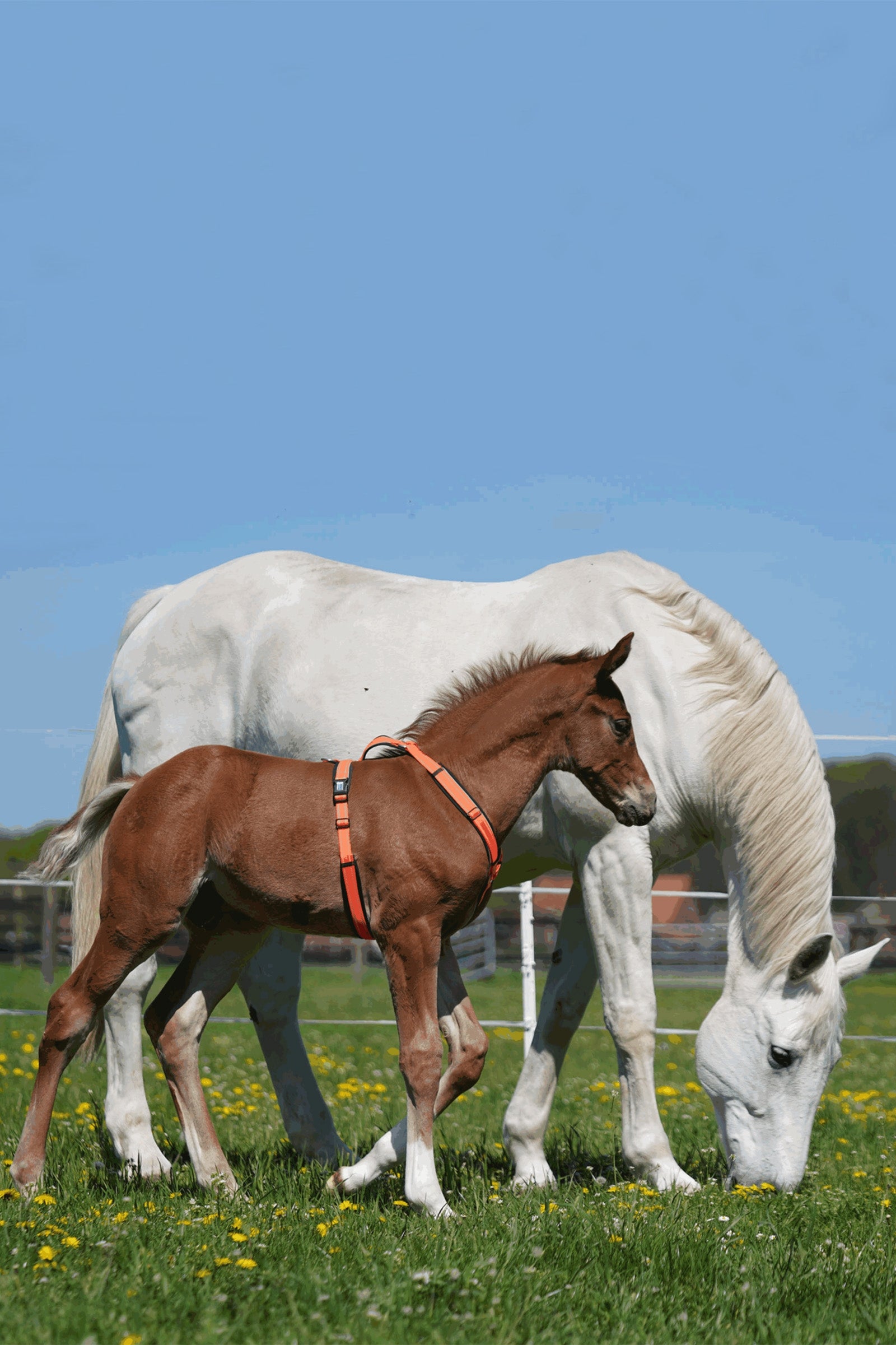 Sprenger Foal Harness Horse Grooming Tools