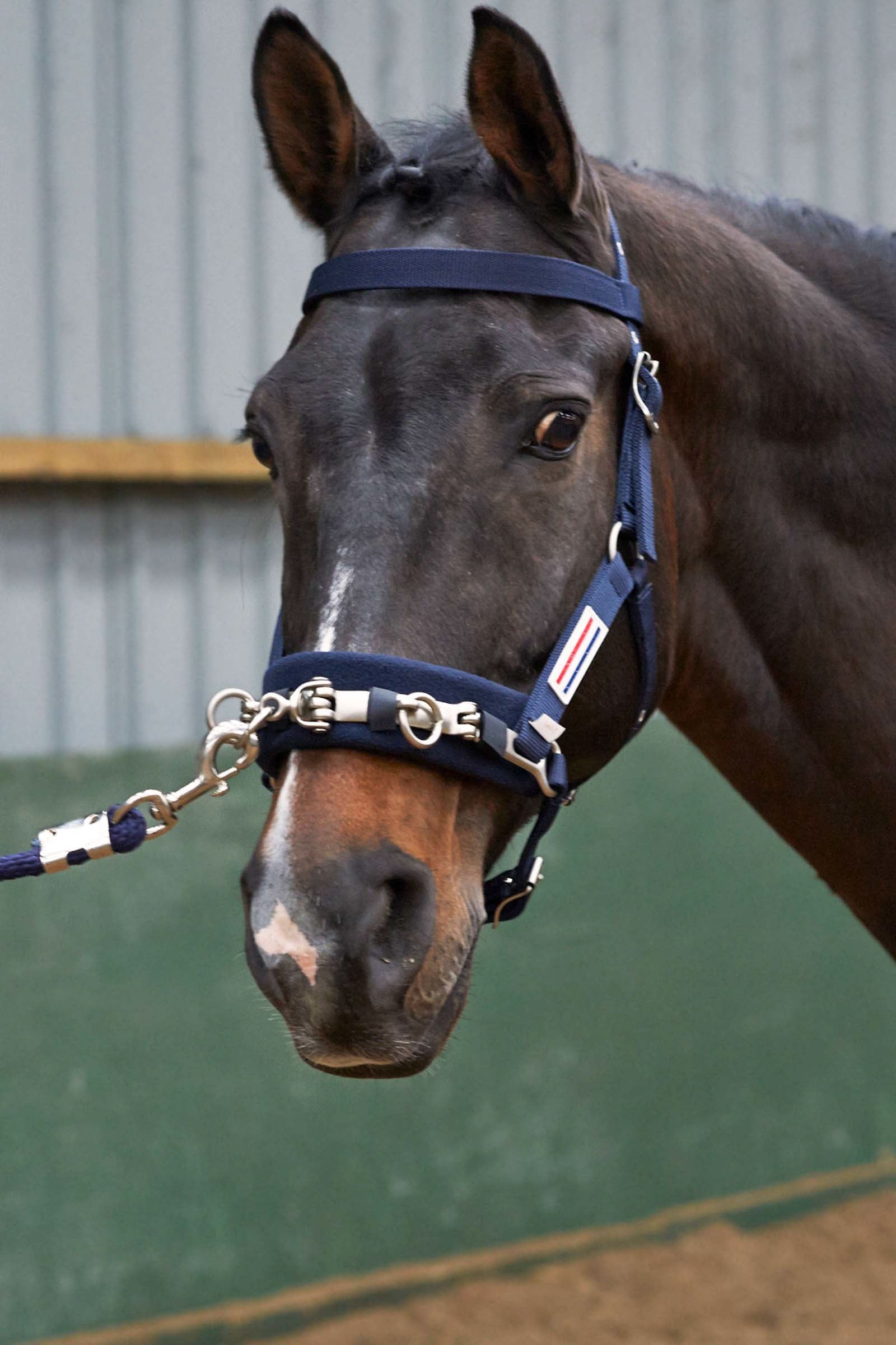 John Whitaker JW Lunge Cavasson Halters & Leads