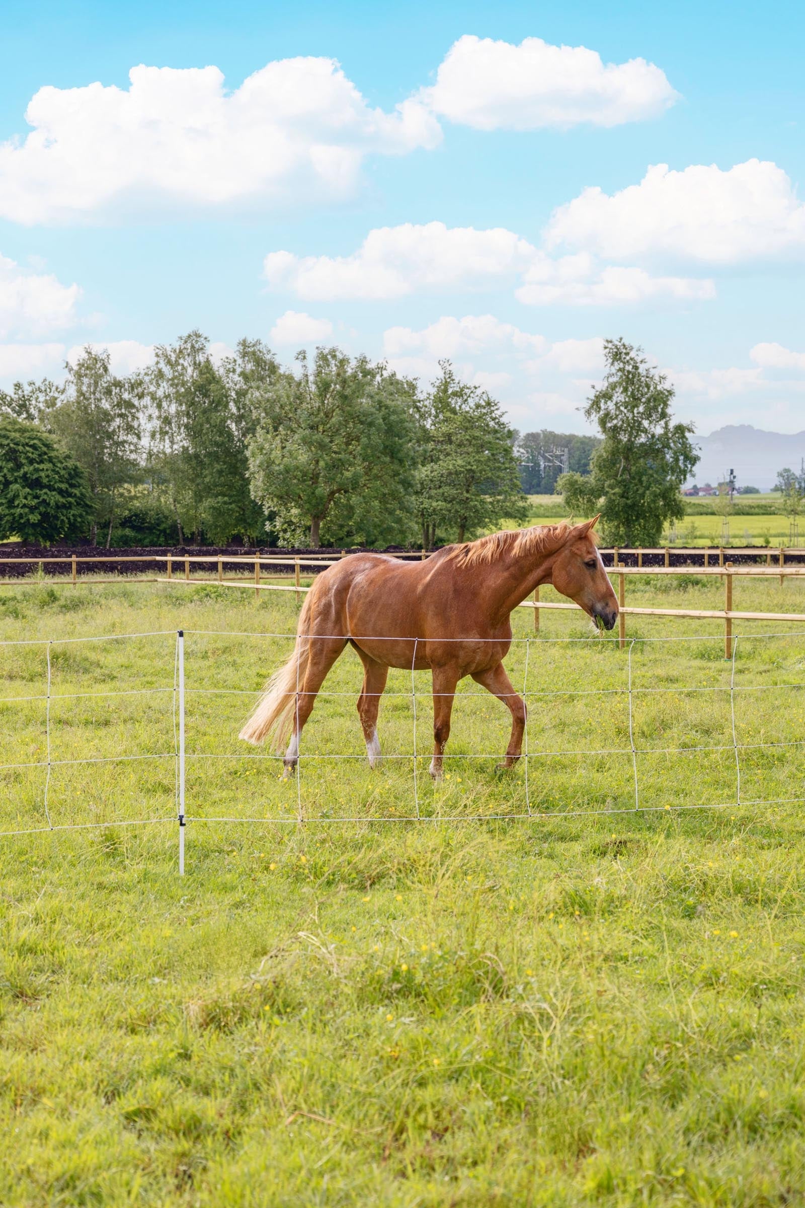 AKO Horse and Cattle Net, 30.5m x 120cm, Jumbo Posts Fencing Supplies