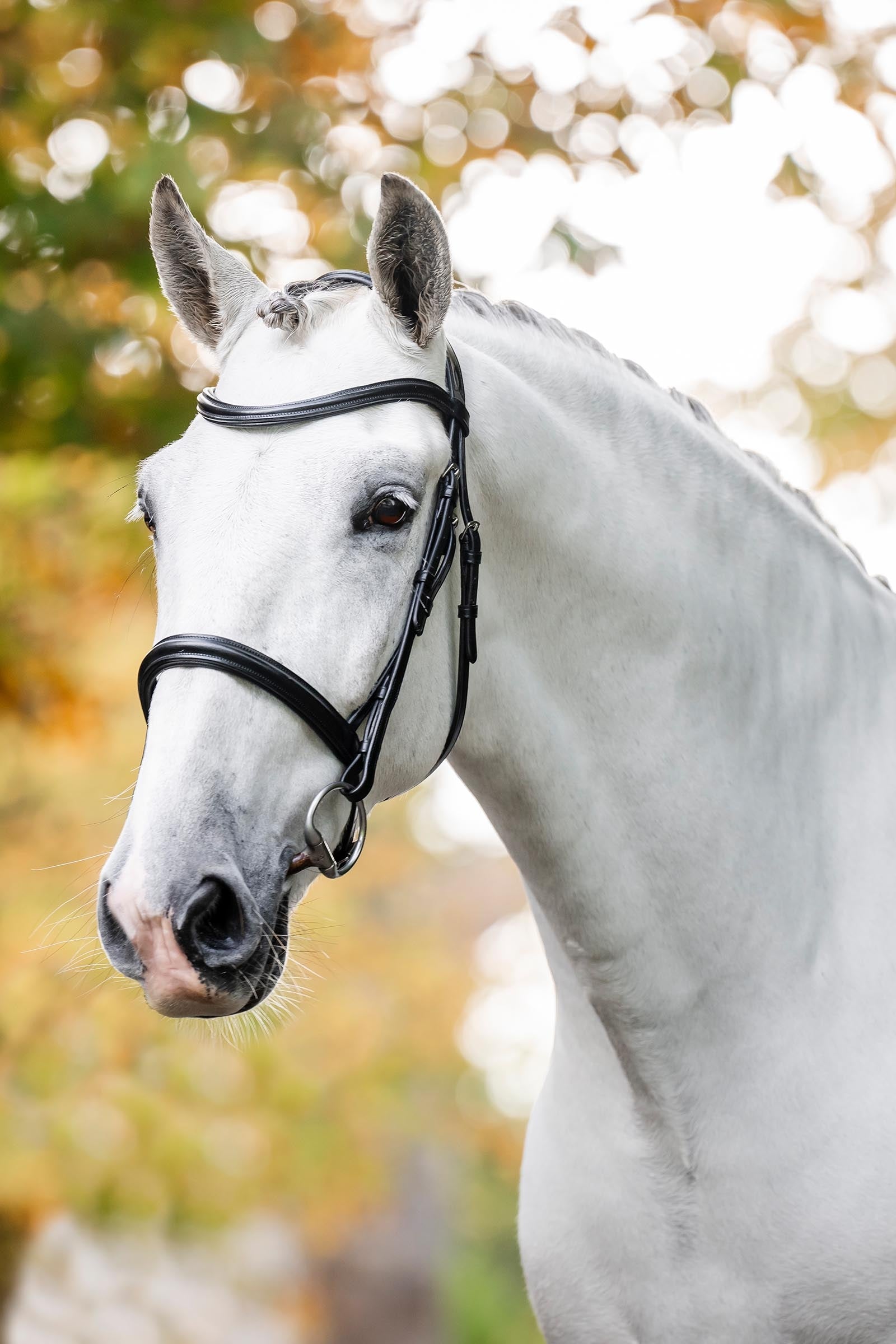 Horseware cavesson kantár Kantárok & Szárak