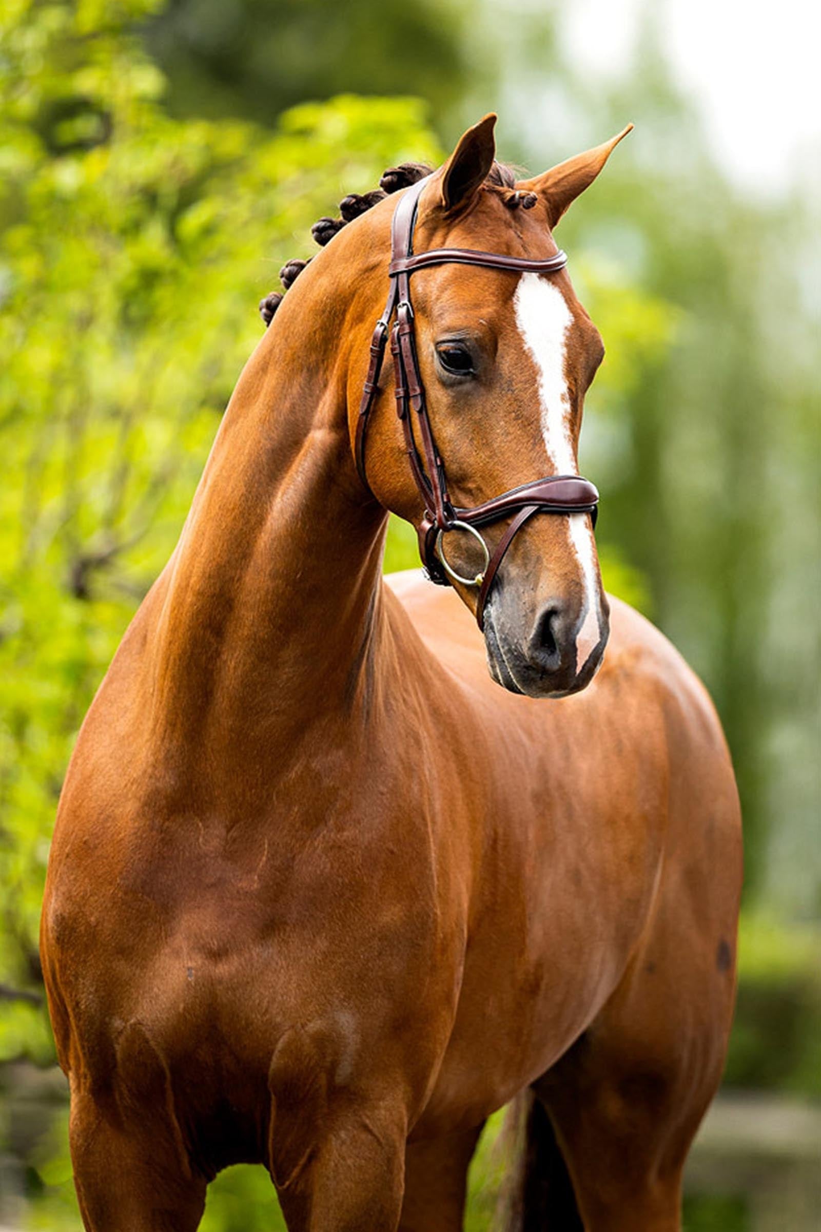 BR Longridge Bridle Bridles & Reins