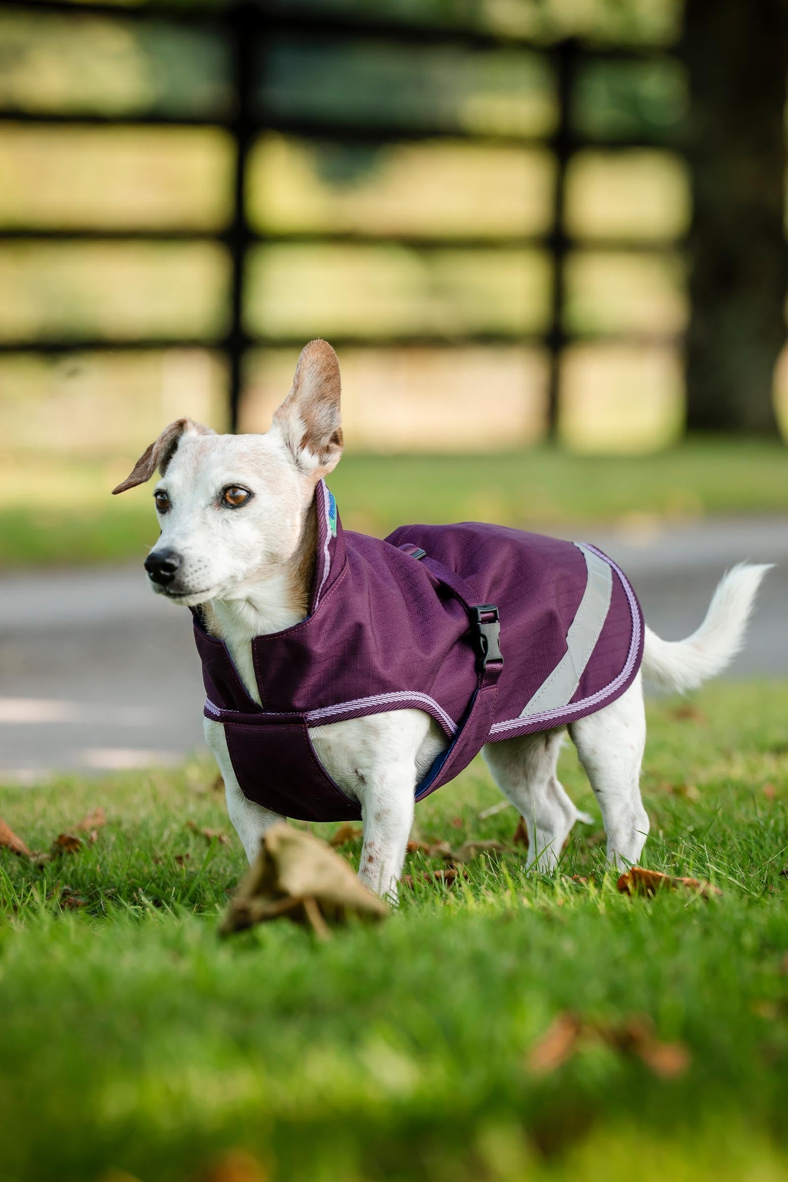 Bucas Freedom Dog Rug, 150g (50-85 cm) Dog Accesories