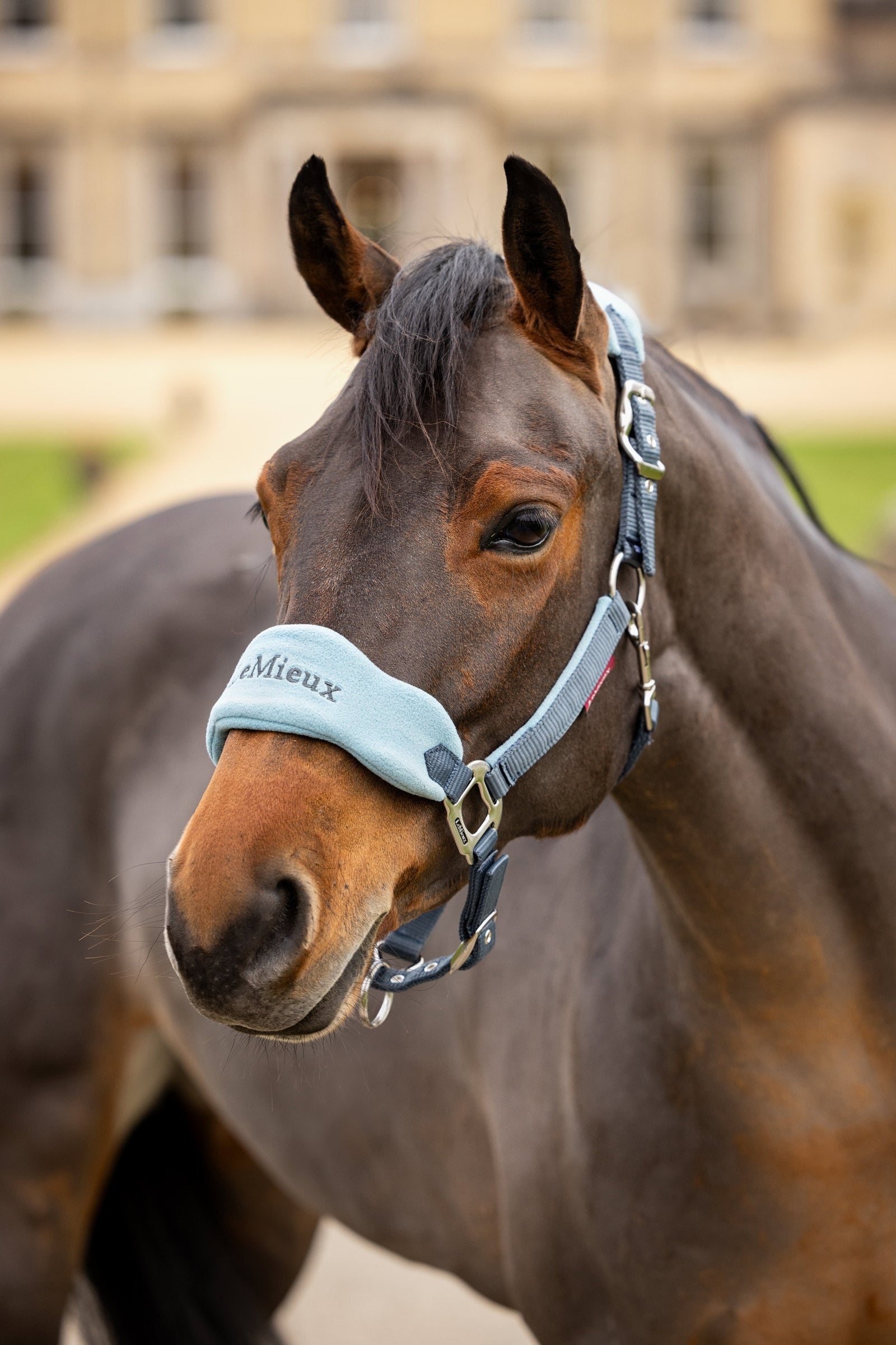LeMieux Vogue Headcollar & Lead Rope Set Halters & Leads