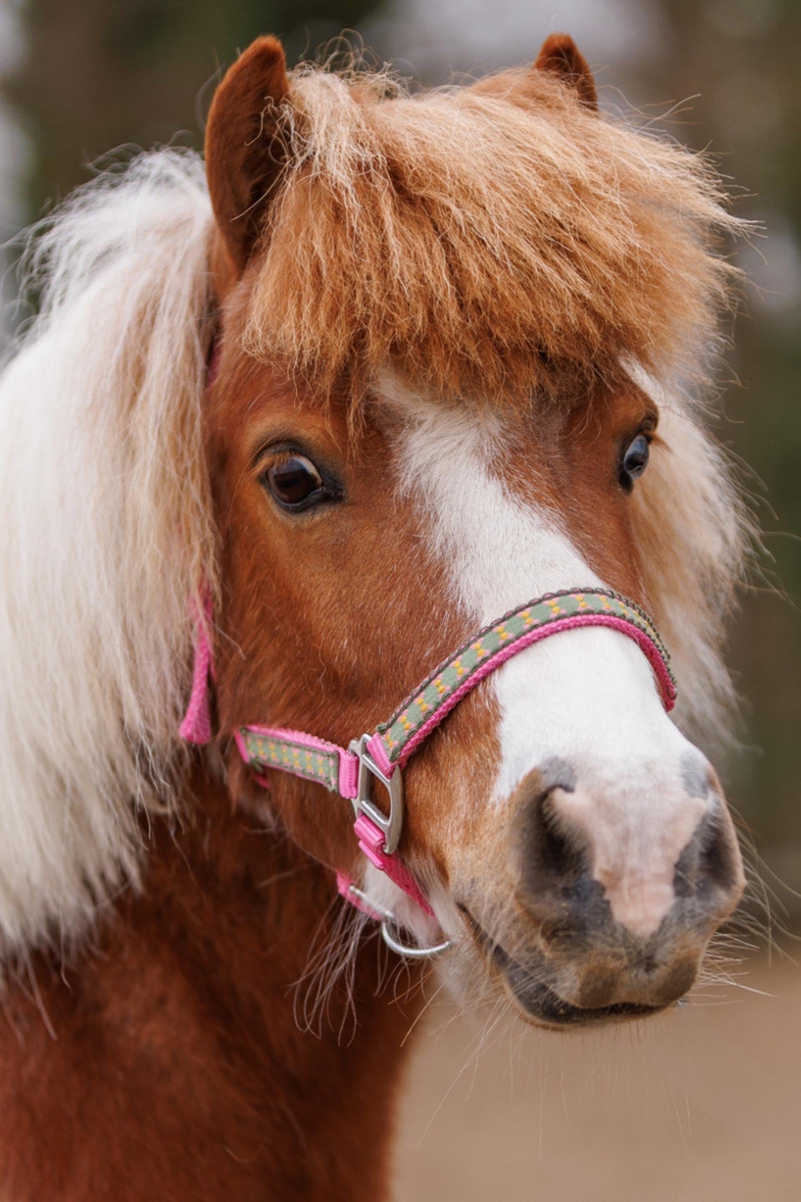 Kavalkade Dottsi Halter Halters & Leads