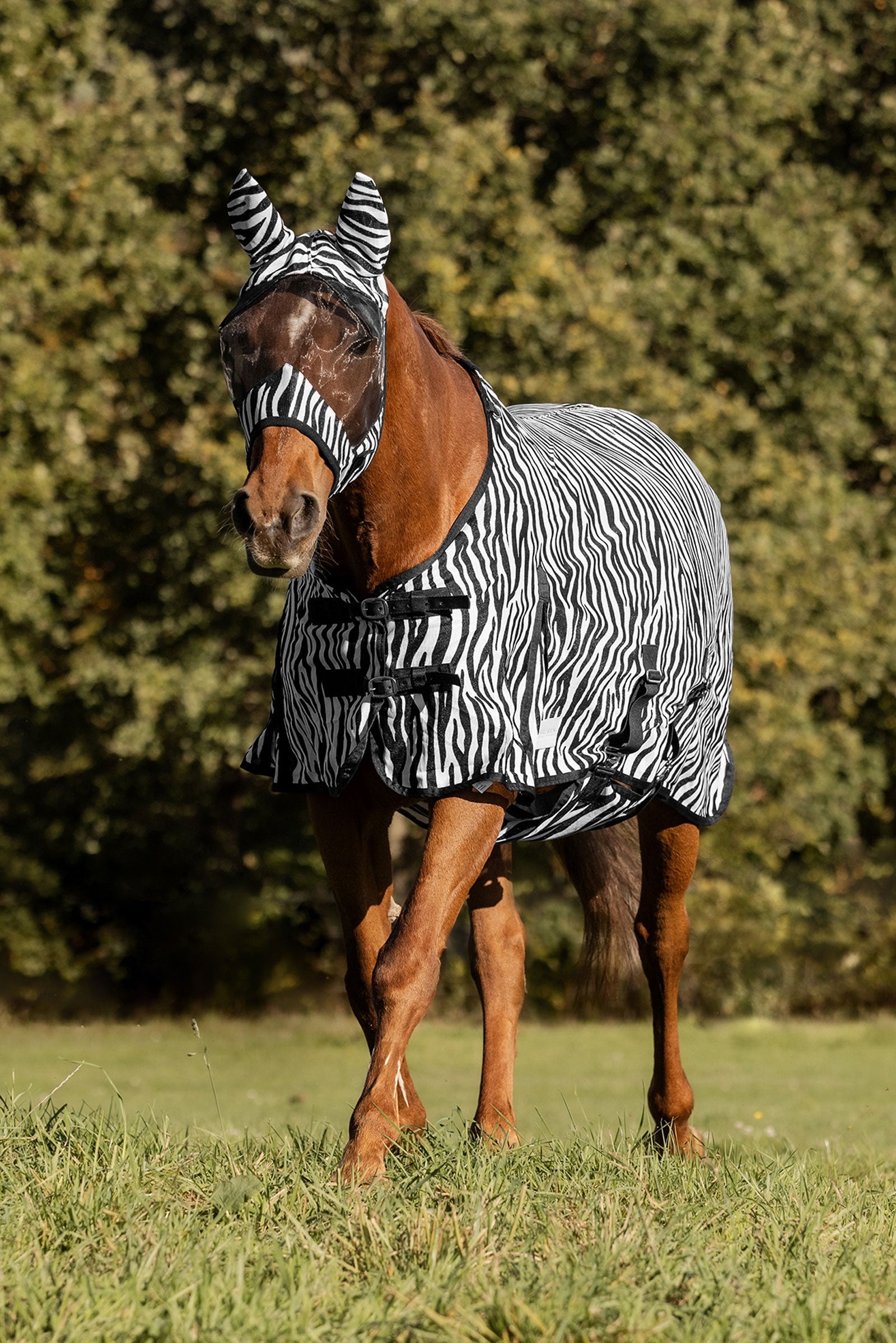Waldhausen Zebra Fly Rug With Straight Surcingles Horse Rugs