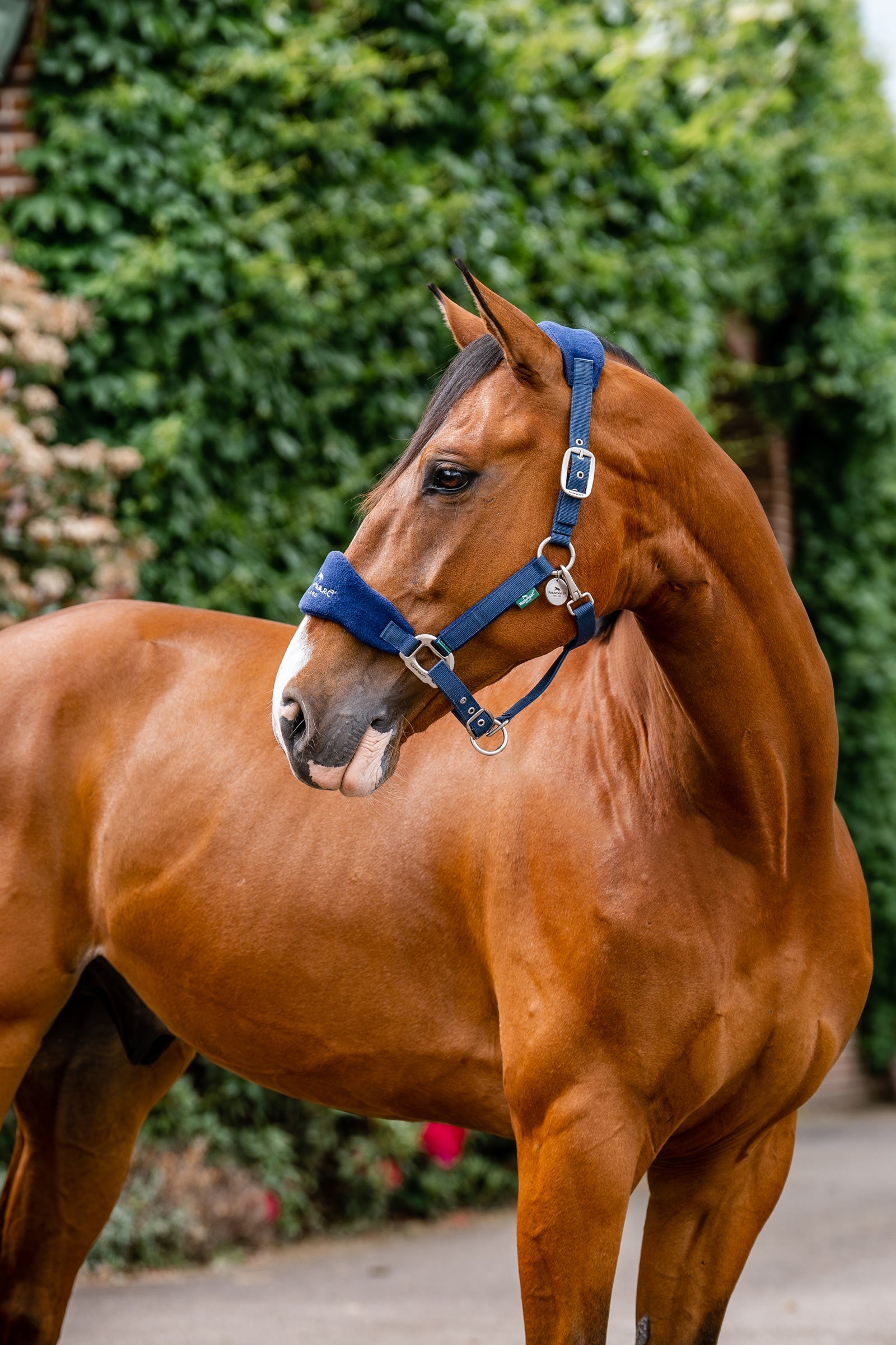 Horseware Signature Grooming Headcollar Kötofékek & Vezetoszárak
