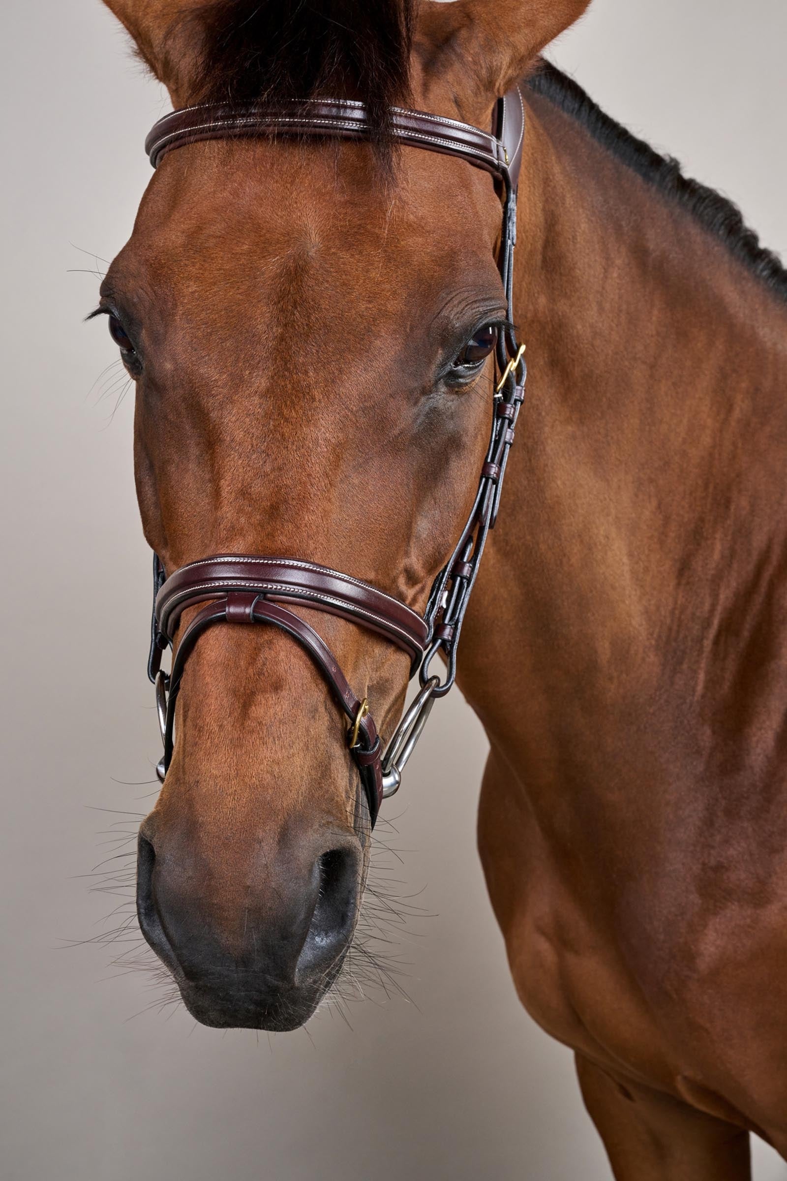 Dy'on D-Collection Difference Bridle Bridles & Reins