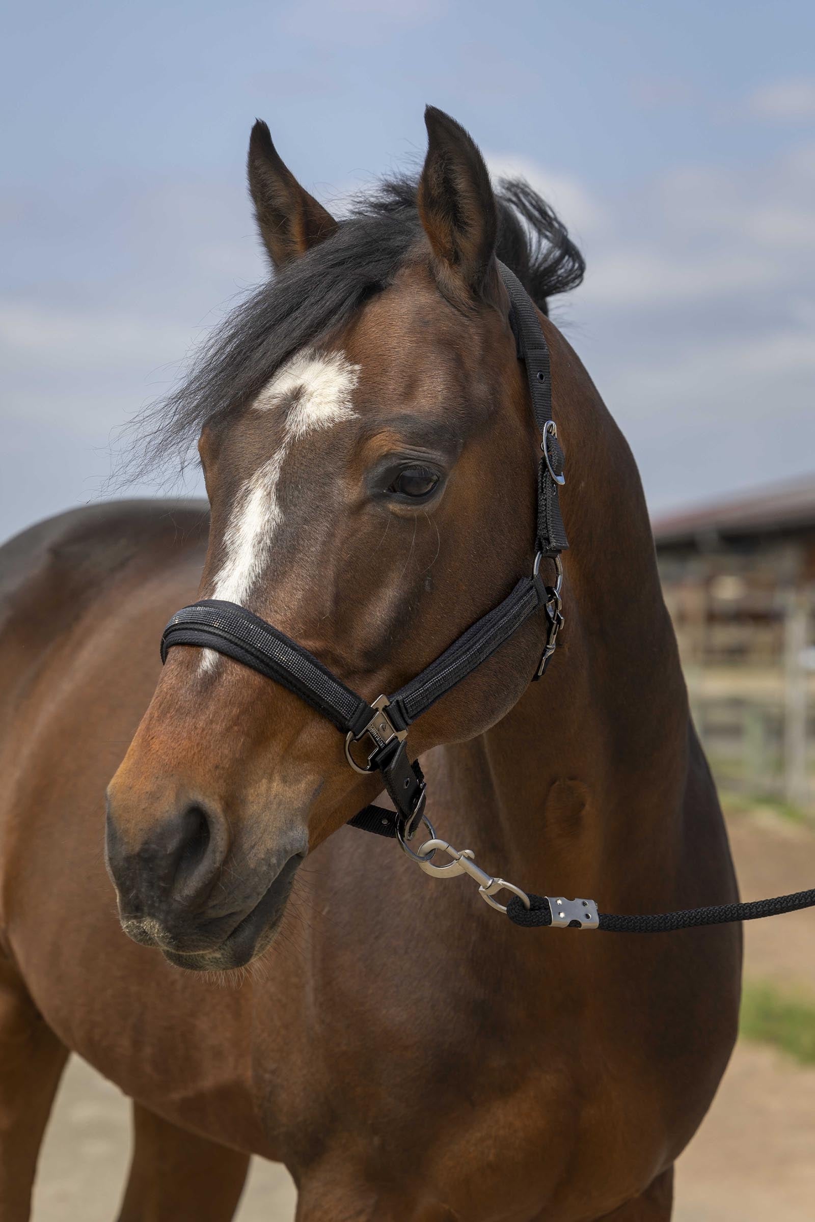 EQUITHÈME Strass Halter Halters & Leads