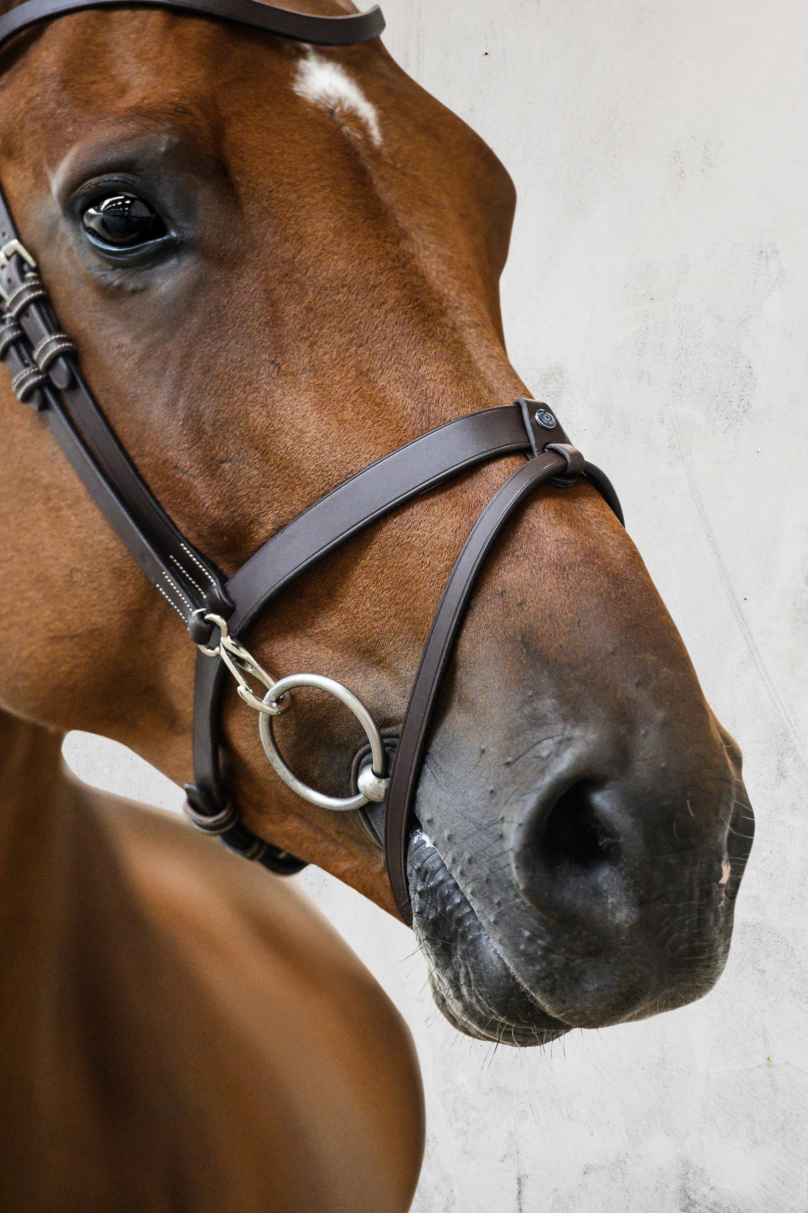 PS of Sweden London Bridle Bridles & Reins