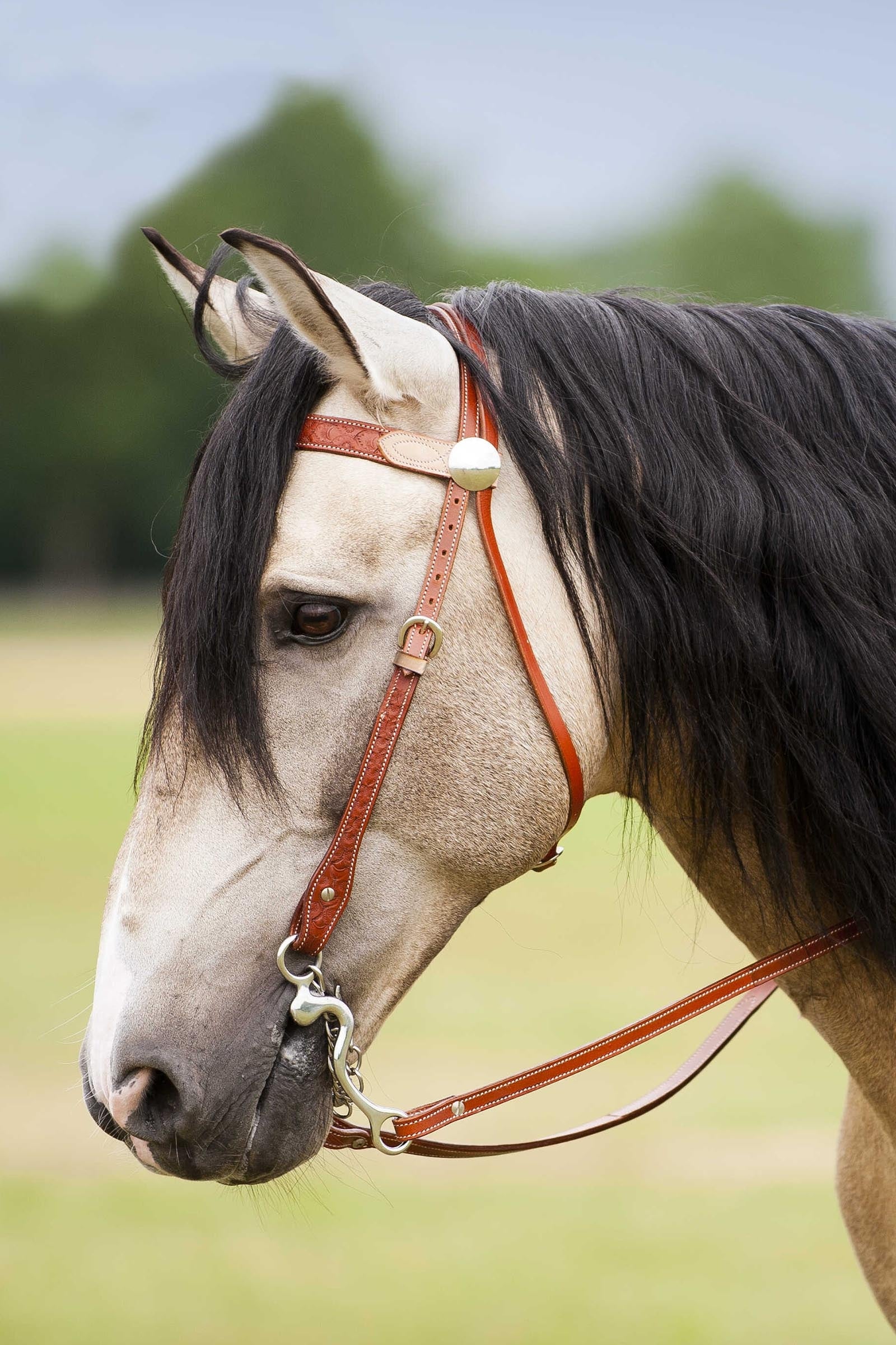 WESTRIDE Bridle Two-Tone Bridles & Reins