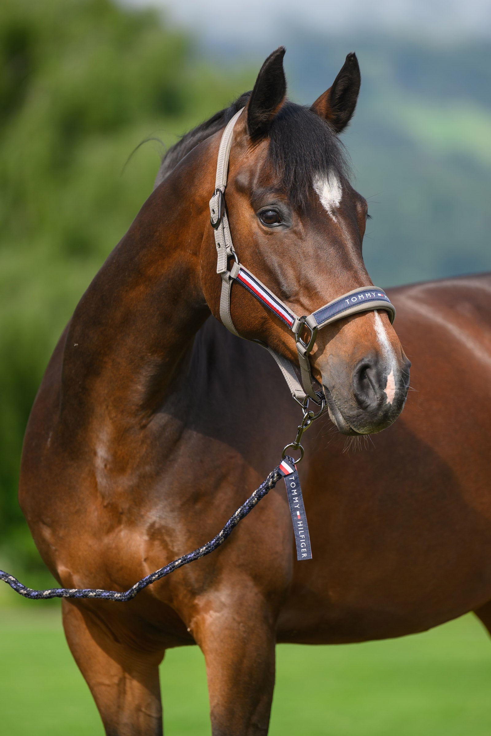 Tommy Hilfiger Equestrian Yale Set Halter and Rope Halters & Leads