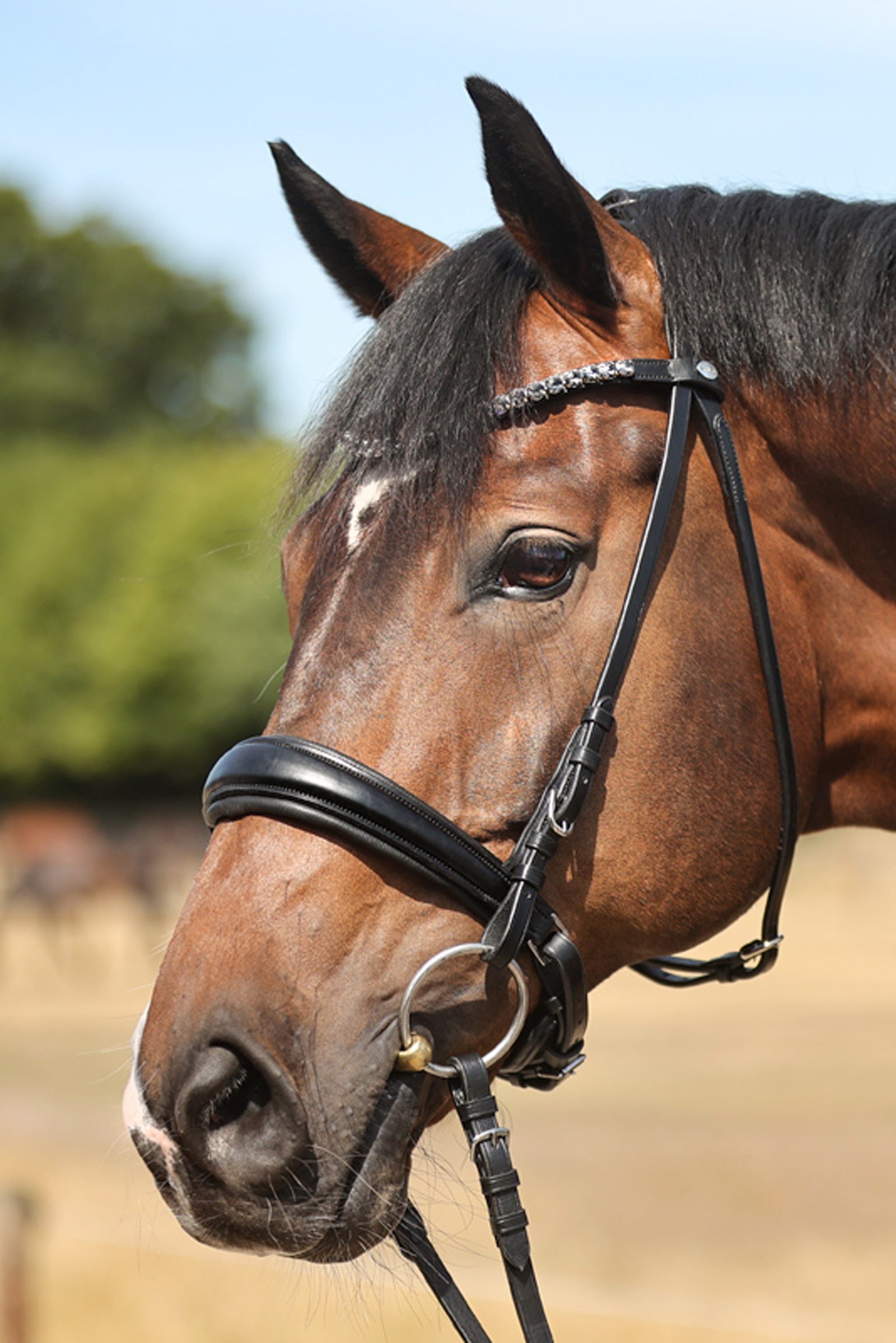 Kavalkade Ayana KavalSH4 kantár Kantárok & Szárak