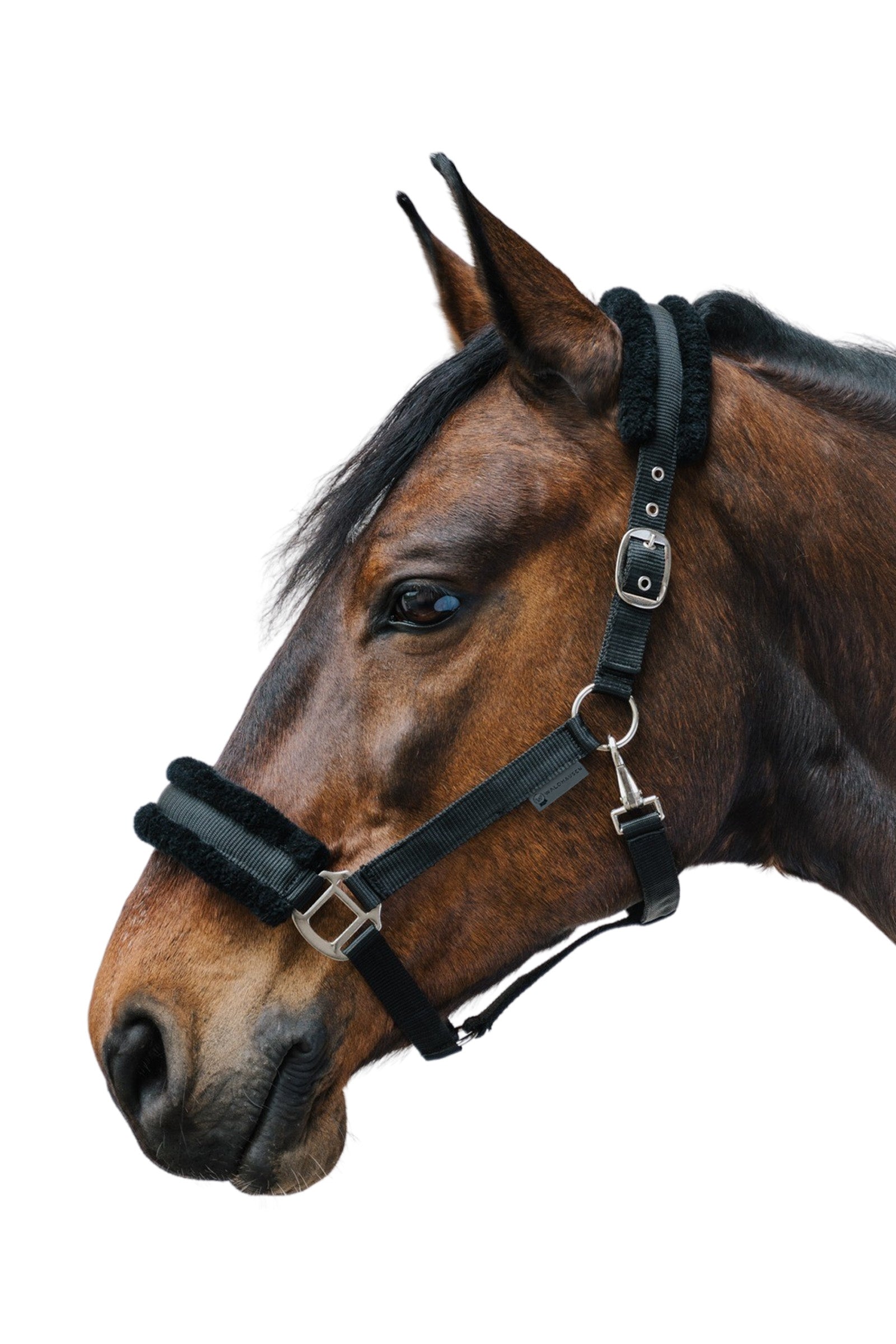 Waldhausen First Halter Halters & Leads