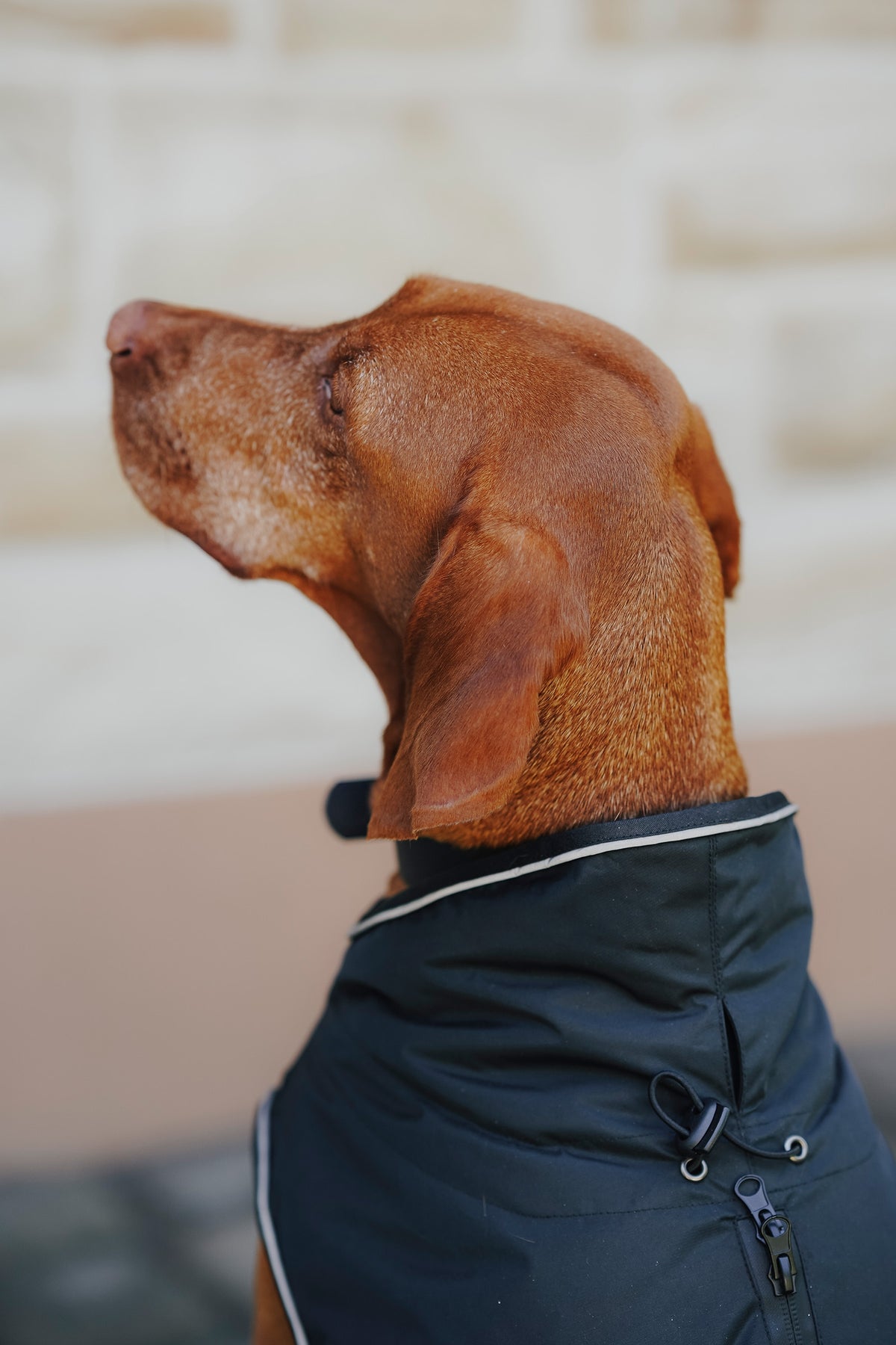 Eskadron Hunter x ESKADRON VARIO Dog Winter Coat Dog Accesories