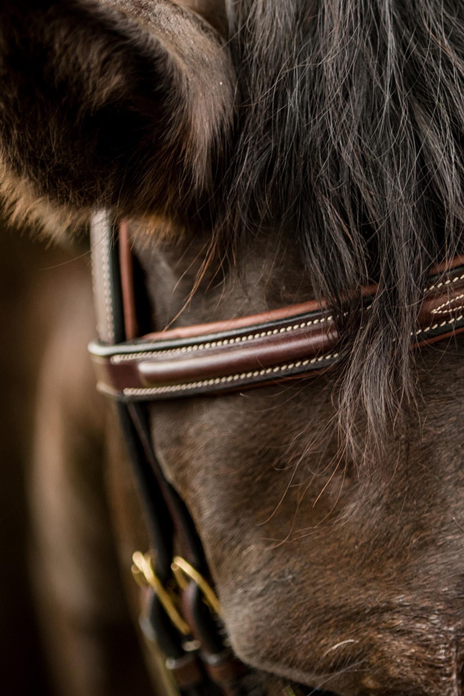 Trust Equestrian Calgary Combined Noseband Bridle Bridles & Reins