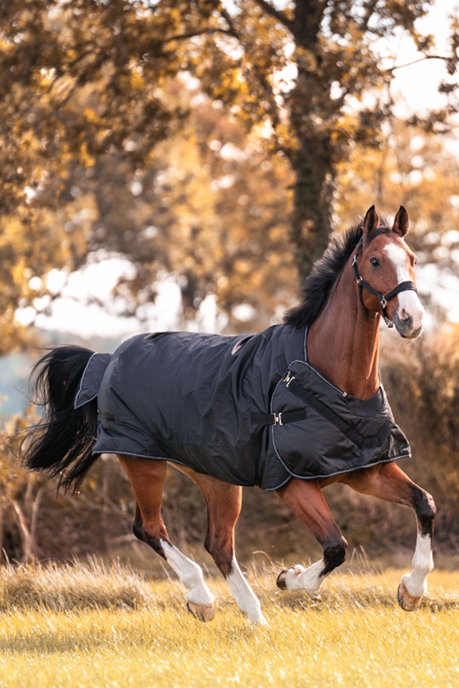 Kavalkade Halifax 2 az 1-ben karámtakaró és Walker-takaró 200g Lótakarók