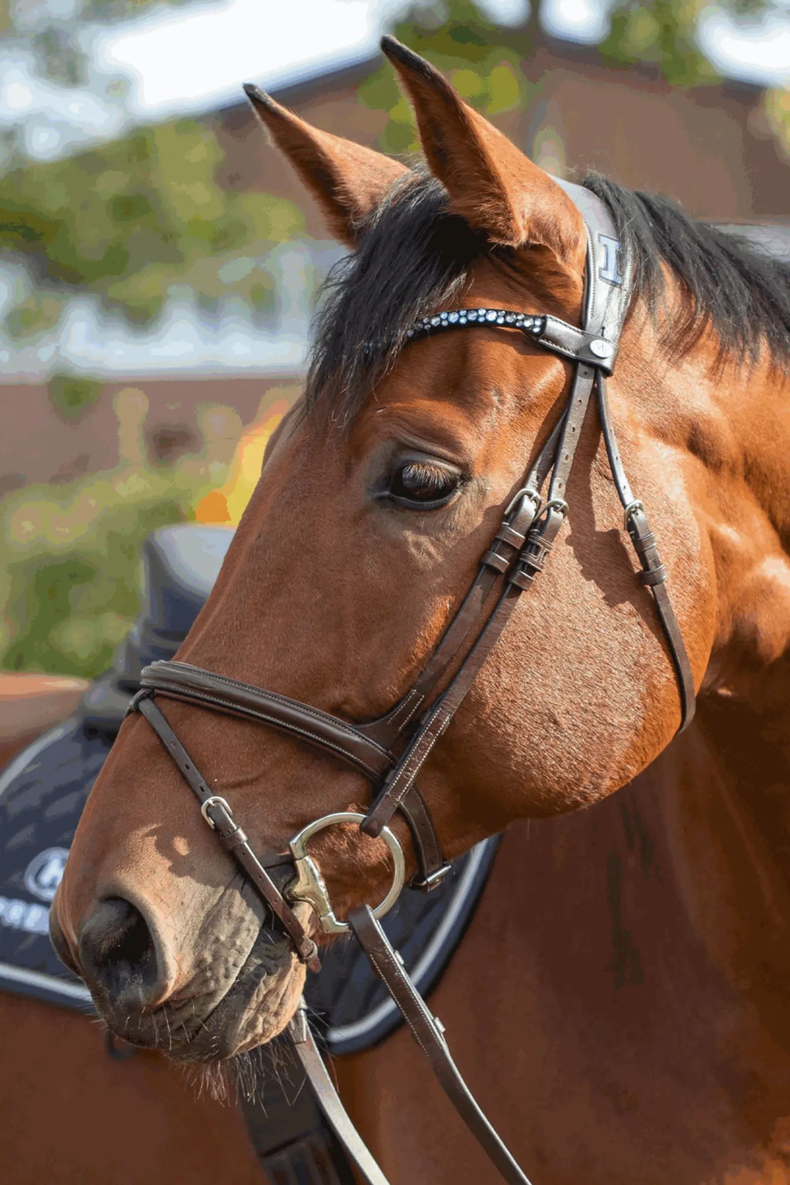 Sprenger Novocontact Eggbutt Bit D-Rings, Single Jt. 14mm, Sensogan Horse Bits