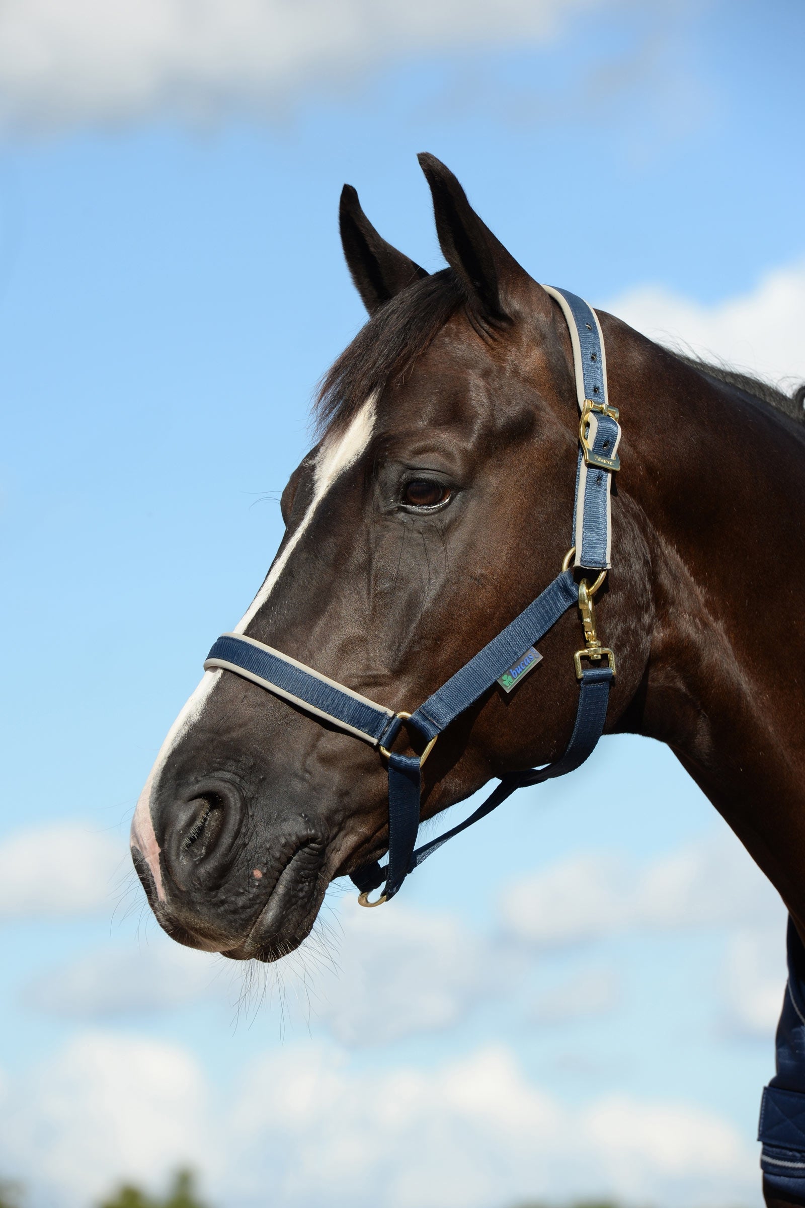 Bucas Dublin Bélelt Kötőfékhez Kötofékek & Vezetoszárak