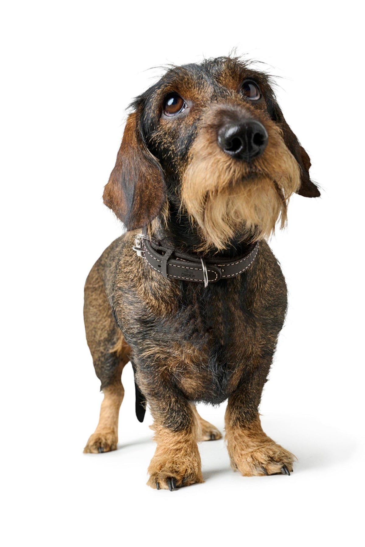 Eskadron CRAFT Dog Collar Dog Accesories