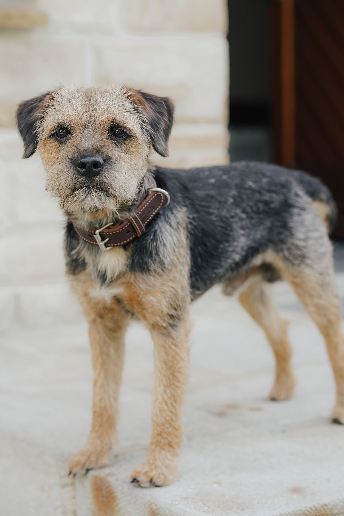 Eskadron Hunter x ESKADRON CRAFT Dog Collar Dog Accesories